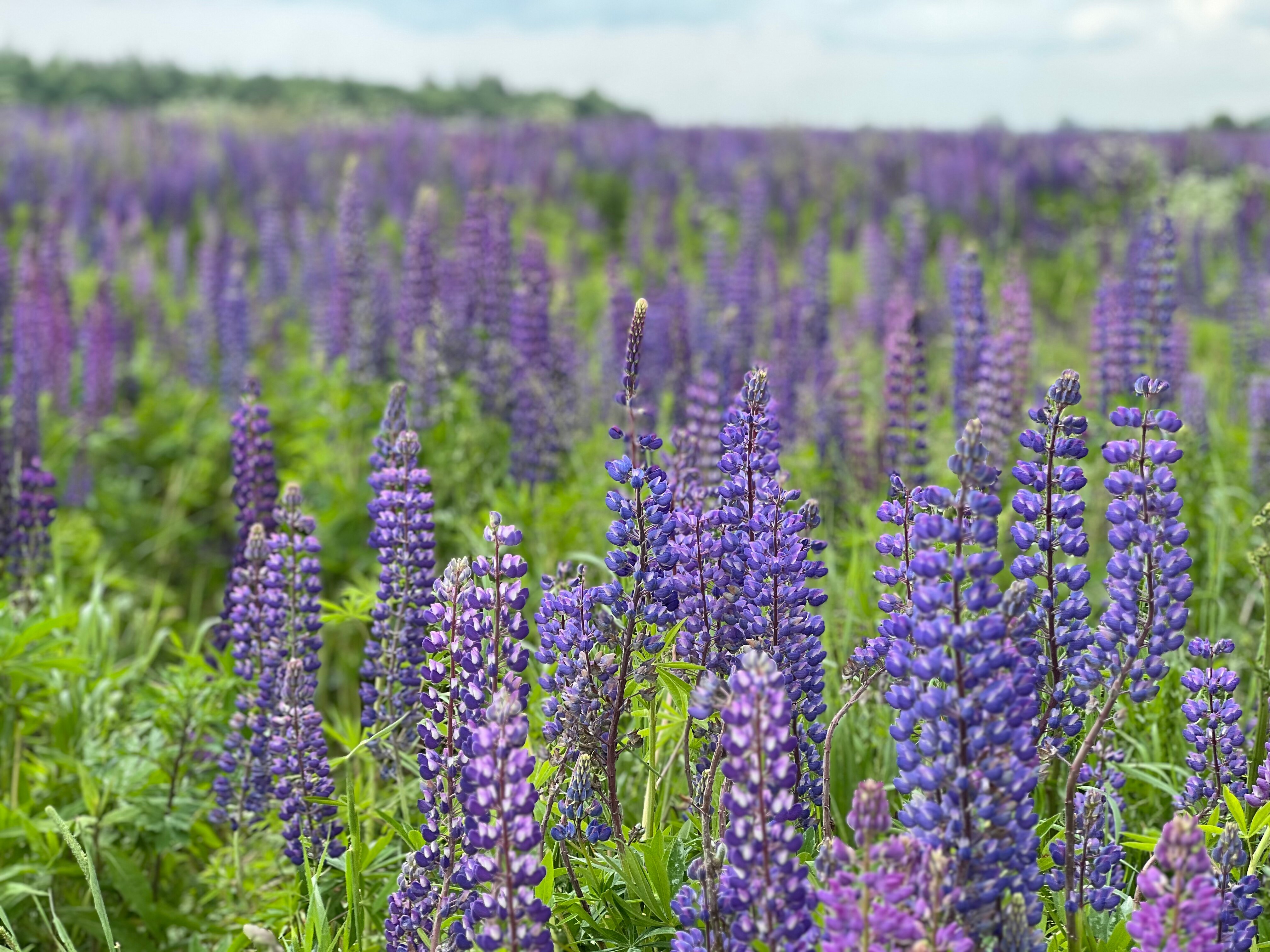 Фото Горнолыжный курорт Мальская долина