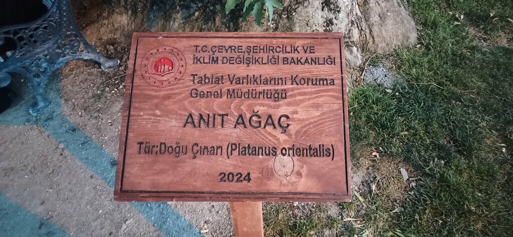 Landmark, attraction Seven Centuries Old Plane Tree, Taraklı, photo