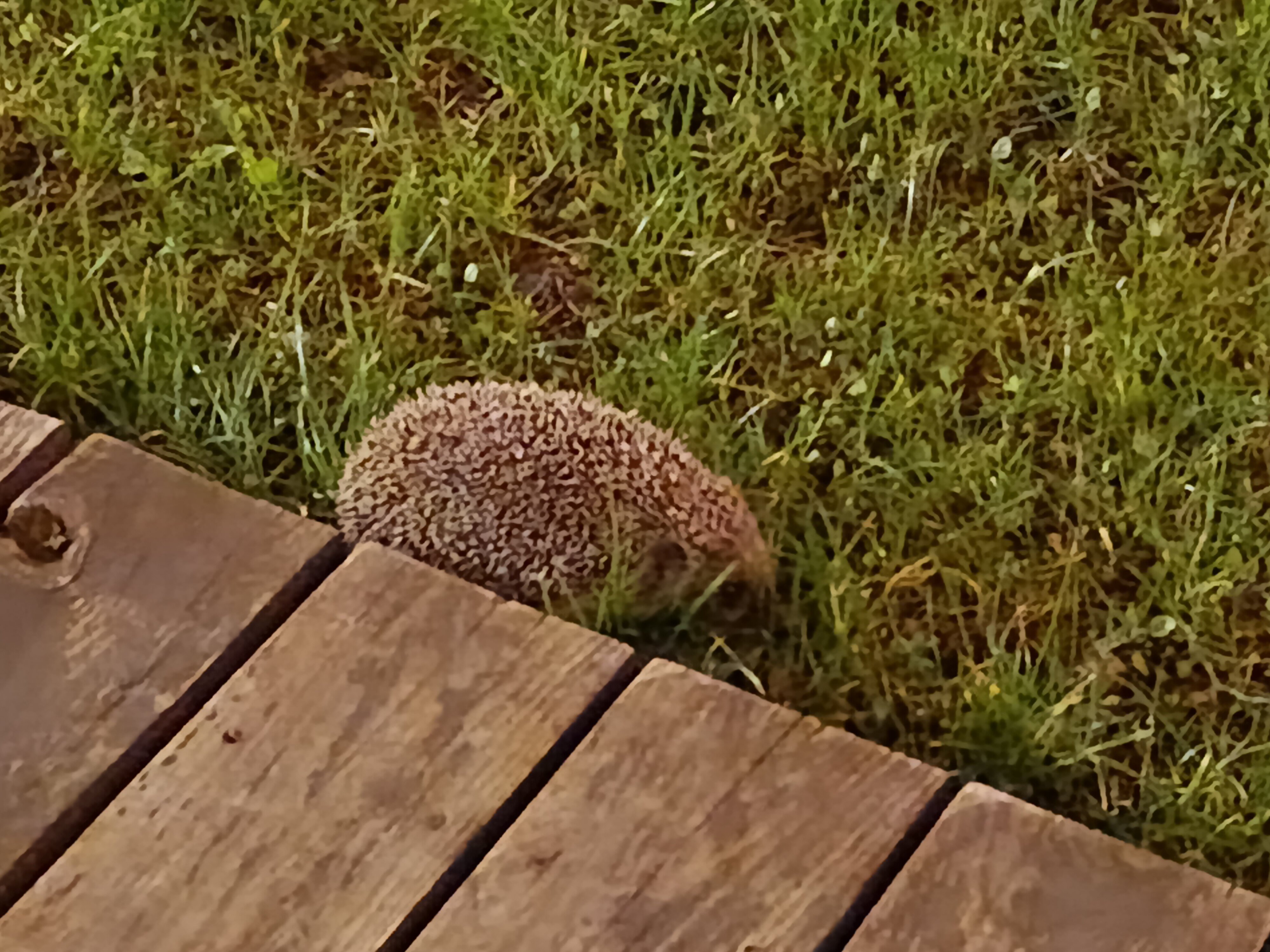 Фото Простые Радости