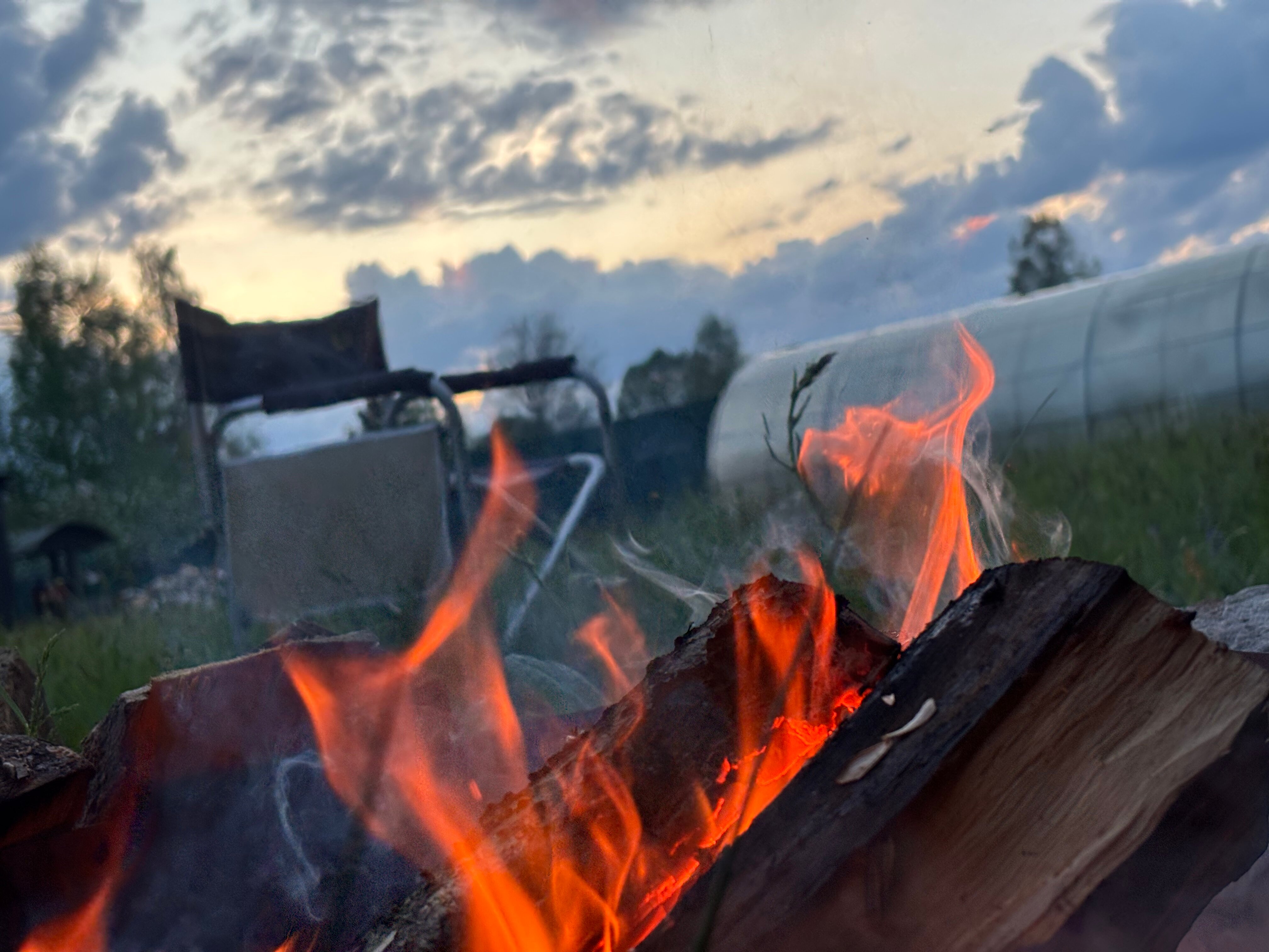 Фото Морошка