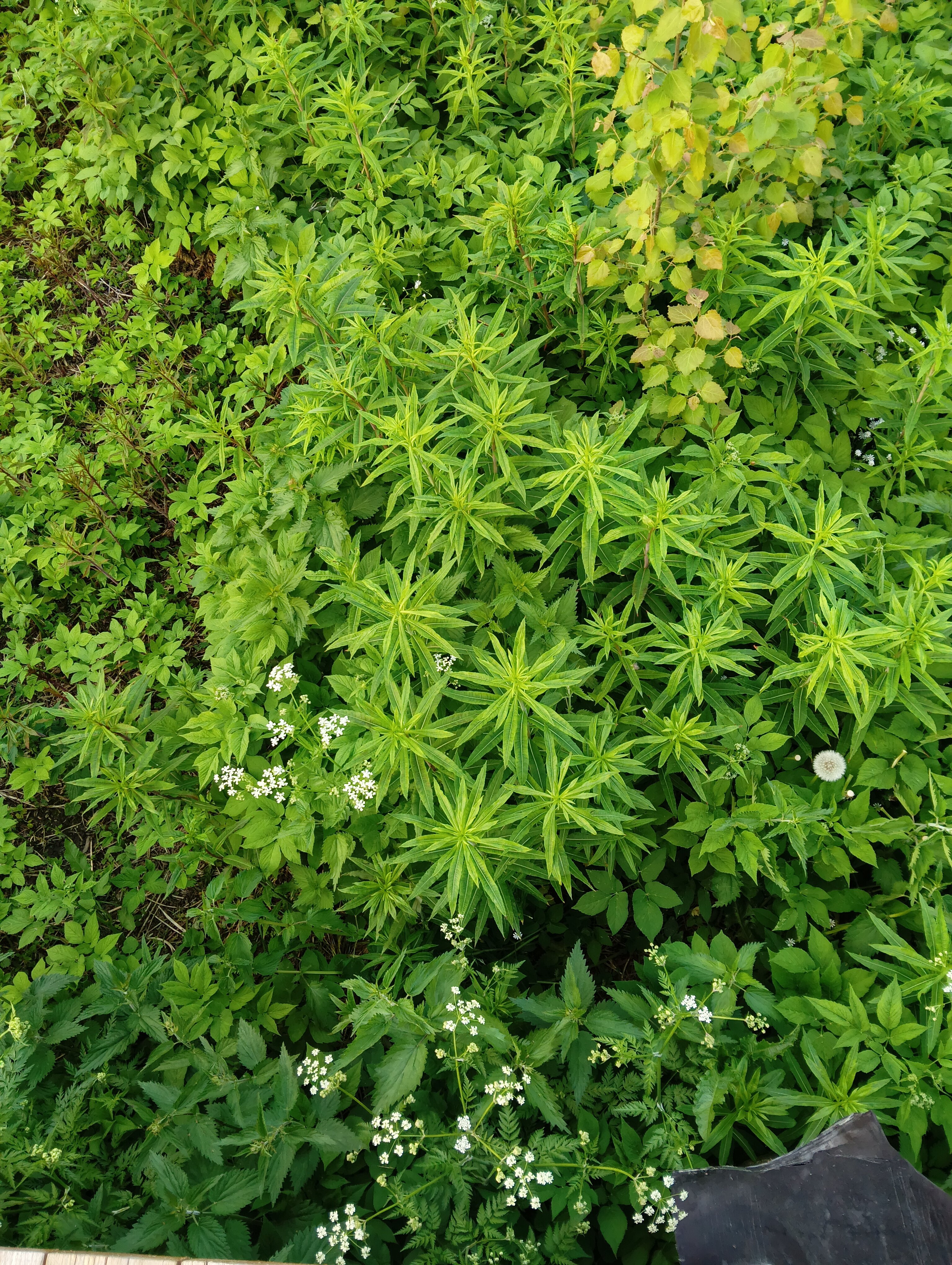 Фото Хутор ЛихKoff