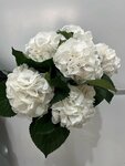 Flower Luxe (Oleko Dundicha Street, 19/15) ، محل زهور