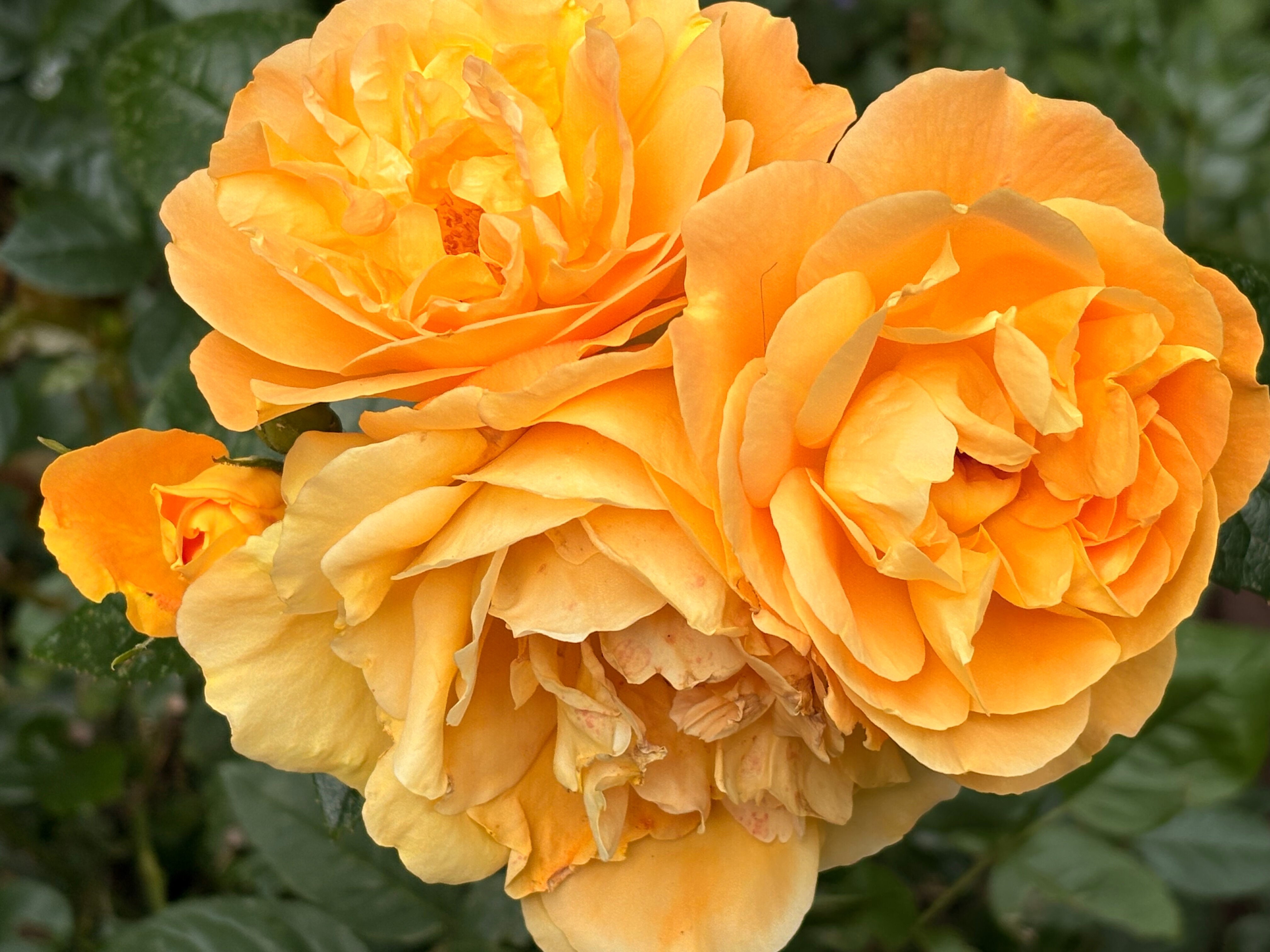 Фото Soderi’s Residence & SPA