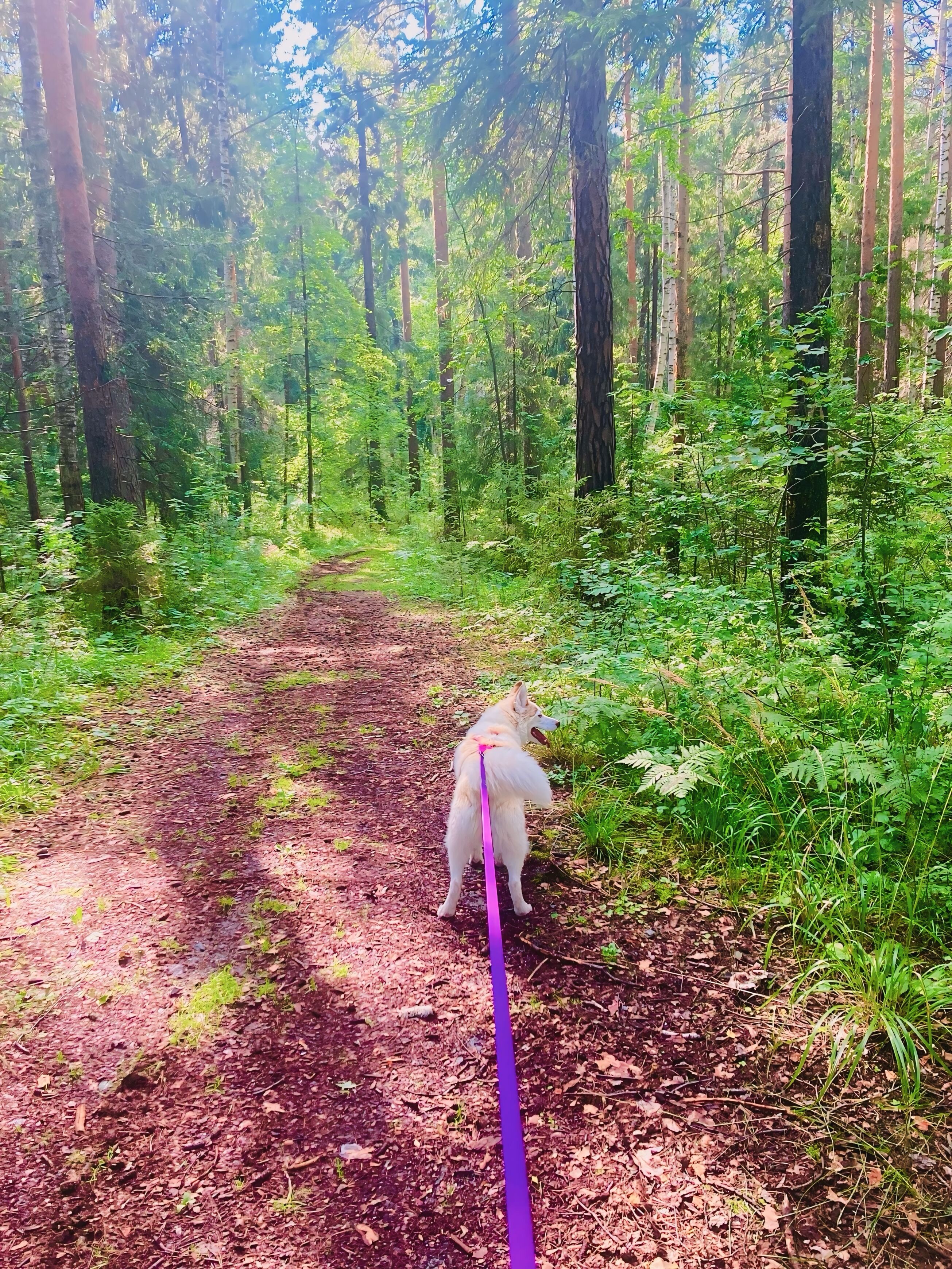 Фото Энергетик