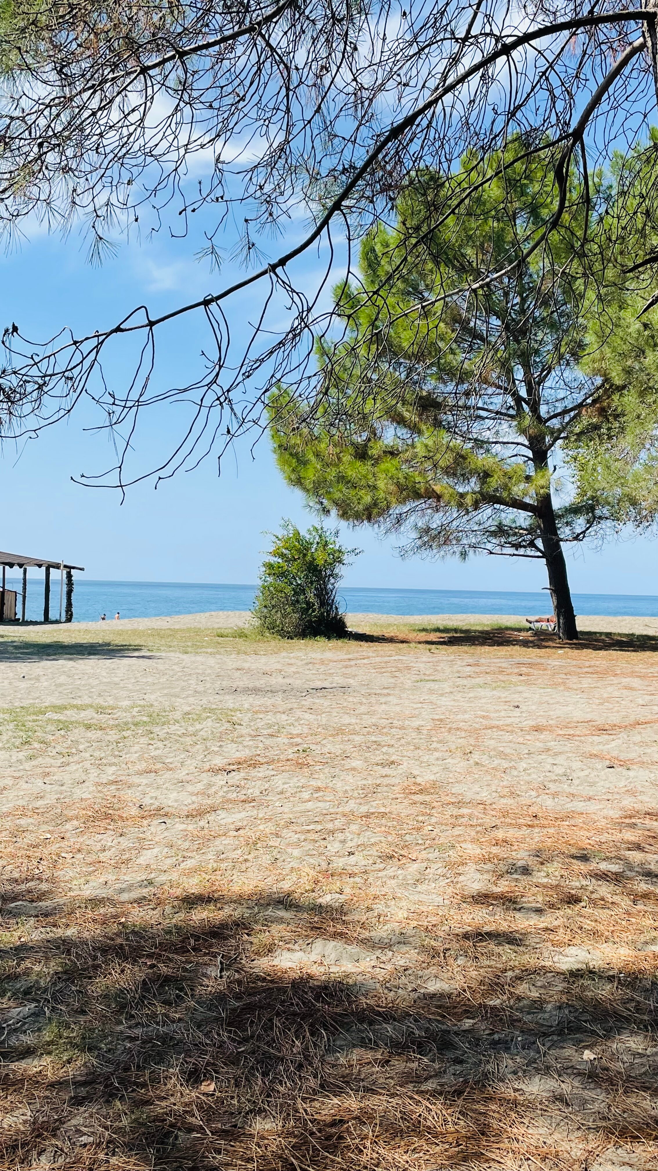 Фото Forest Club