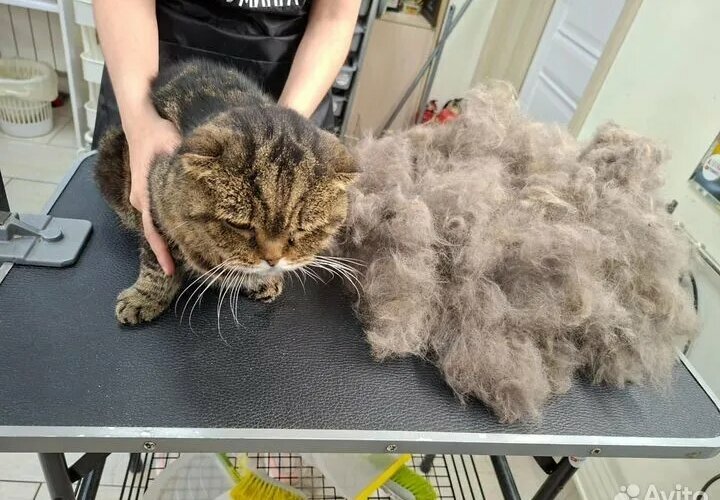 Pet salon Груминг След, Buguruslan, photo