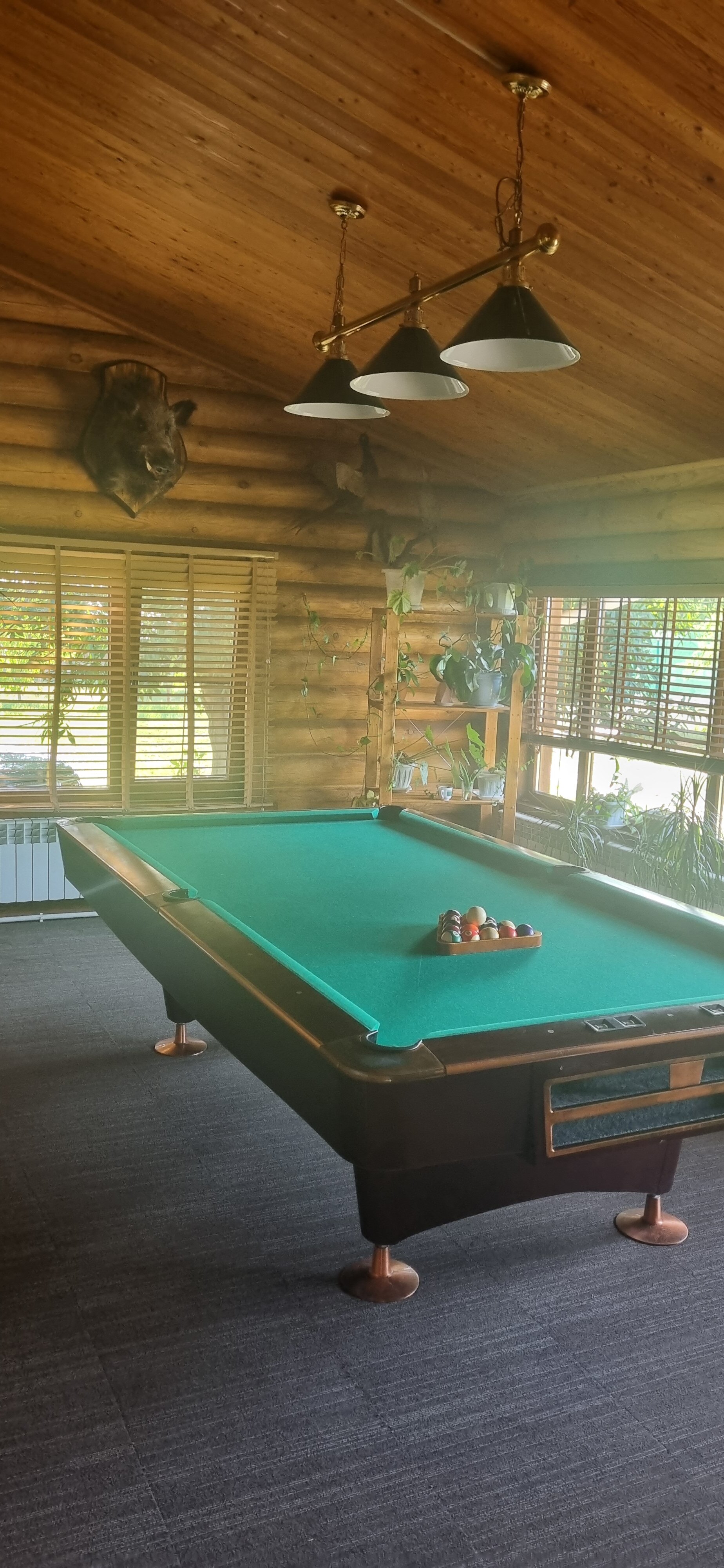 Фото Синяя птица