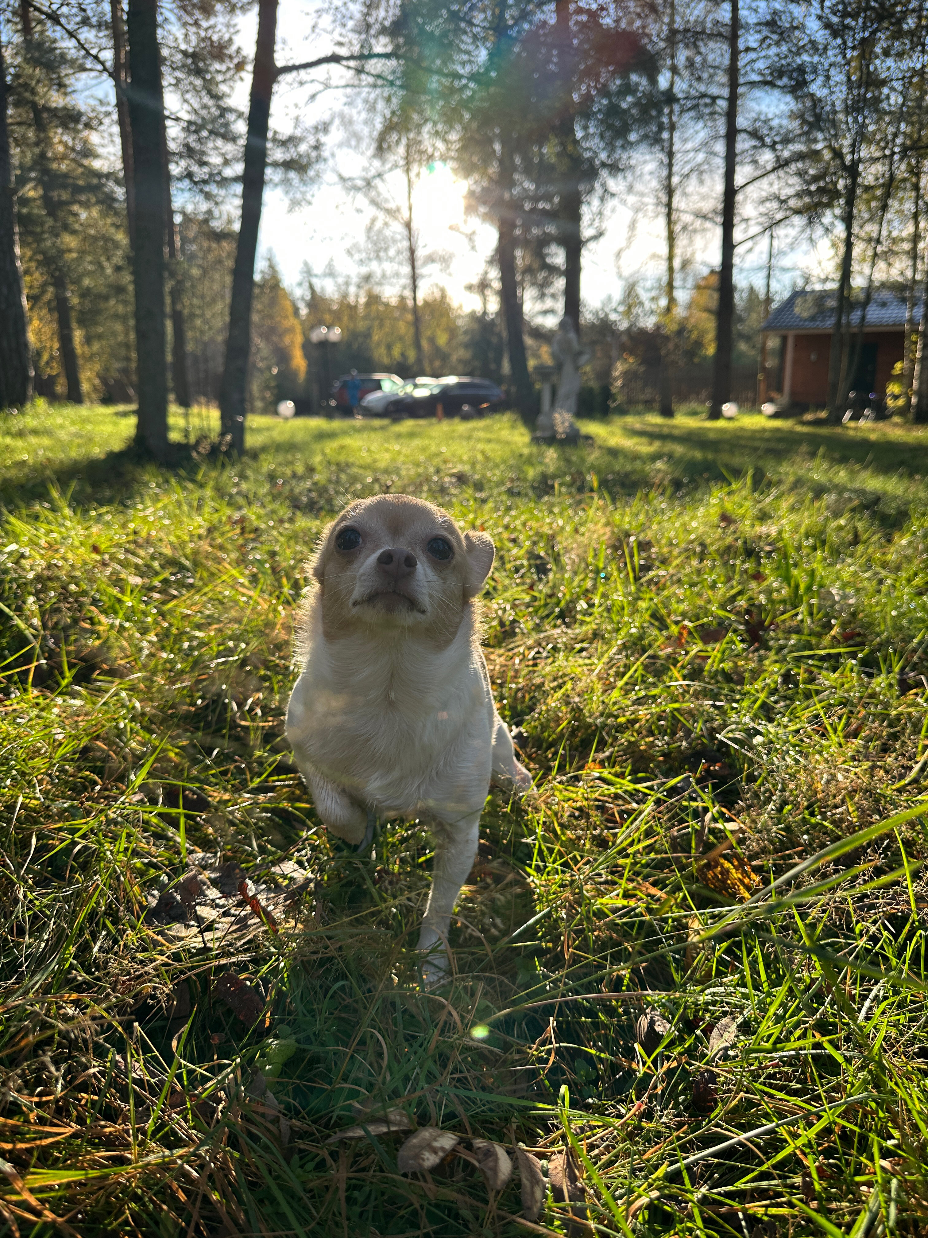 Фото Пять звезд