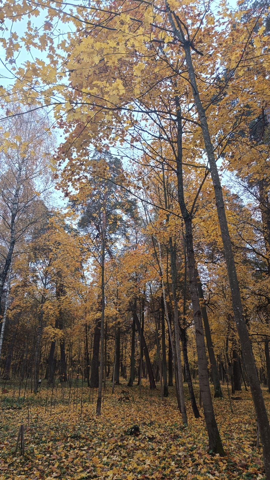 Фото Калужники