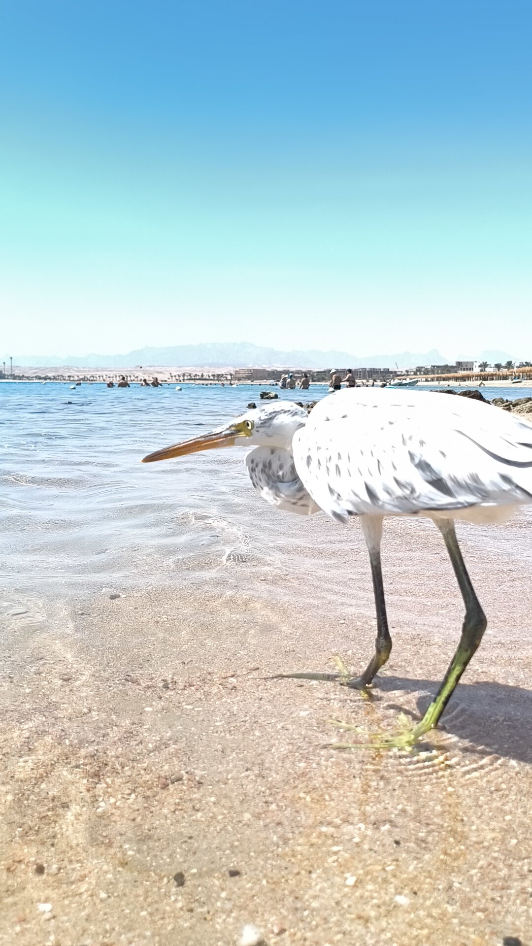 Фото 64596178755