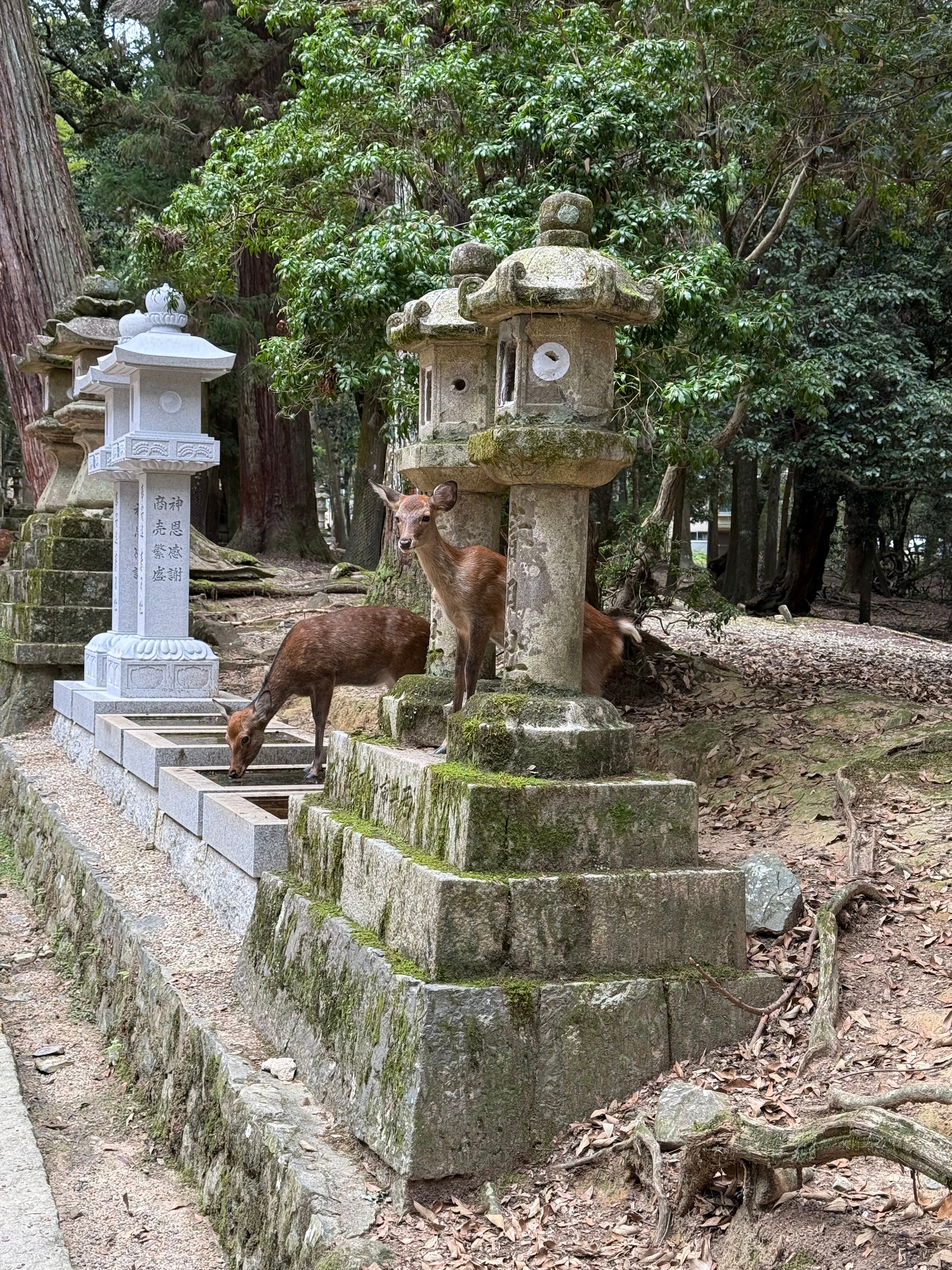 Фото Kyoto Brighton Hotel