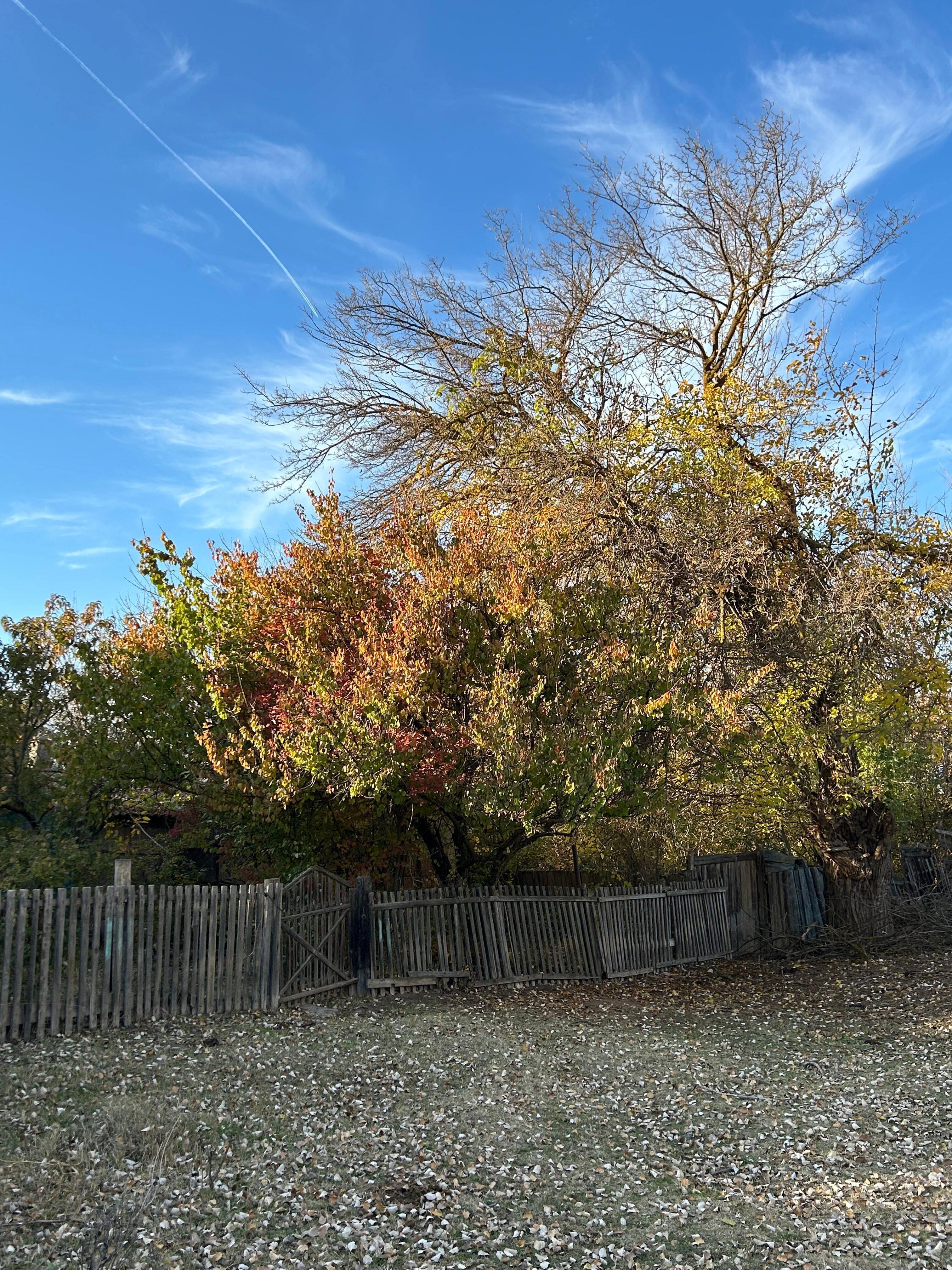 Фото Дикая Земля