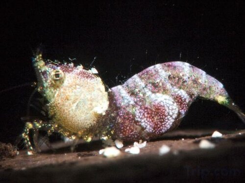 Гостиница The Three P Beach Resort в Провинции Ромблон