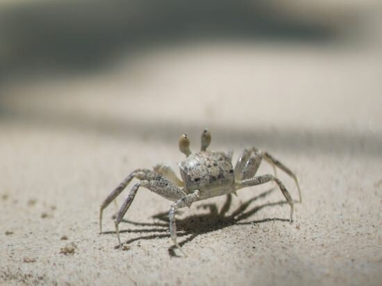 Фото Manta Reserve