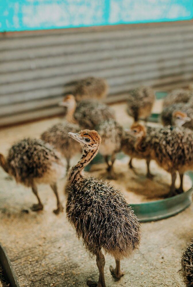 Фото AfriCamps Klein Karoo