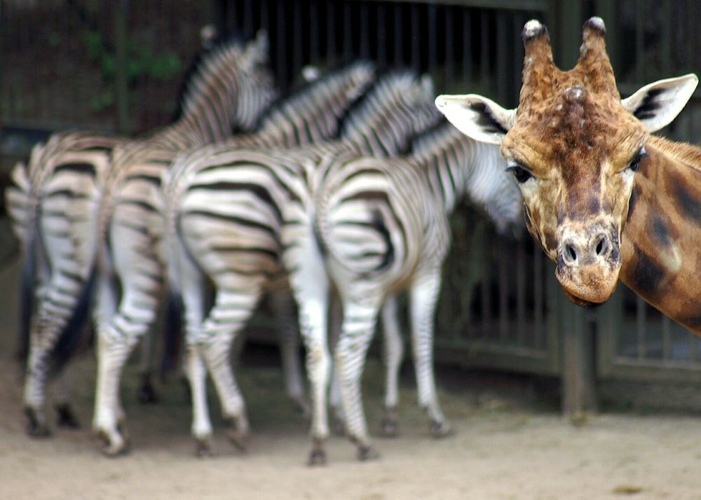 Фото Hotel Speicher am Ziegelsee