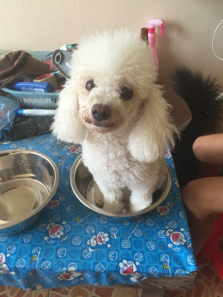 Фото Tree Roots Retreat