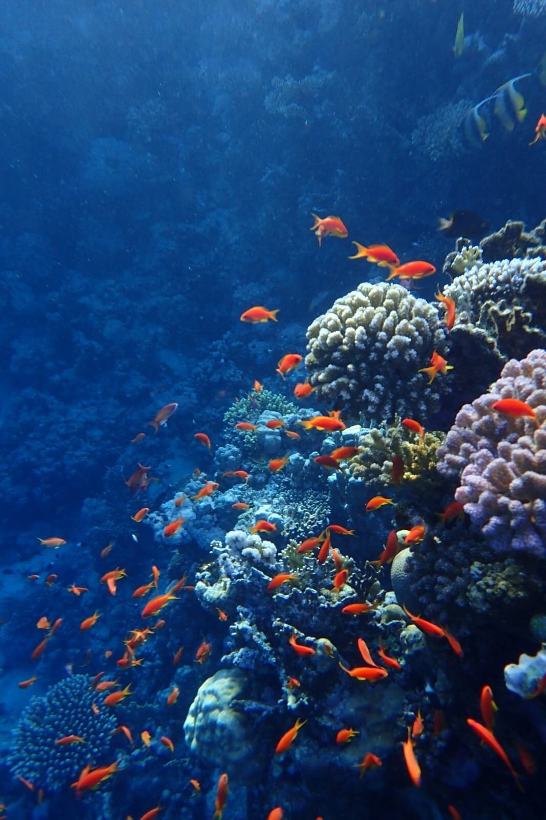 Фото Safir Sharm Waterfalls