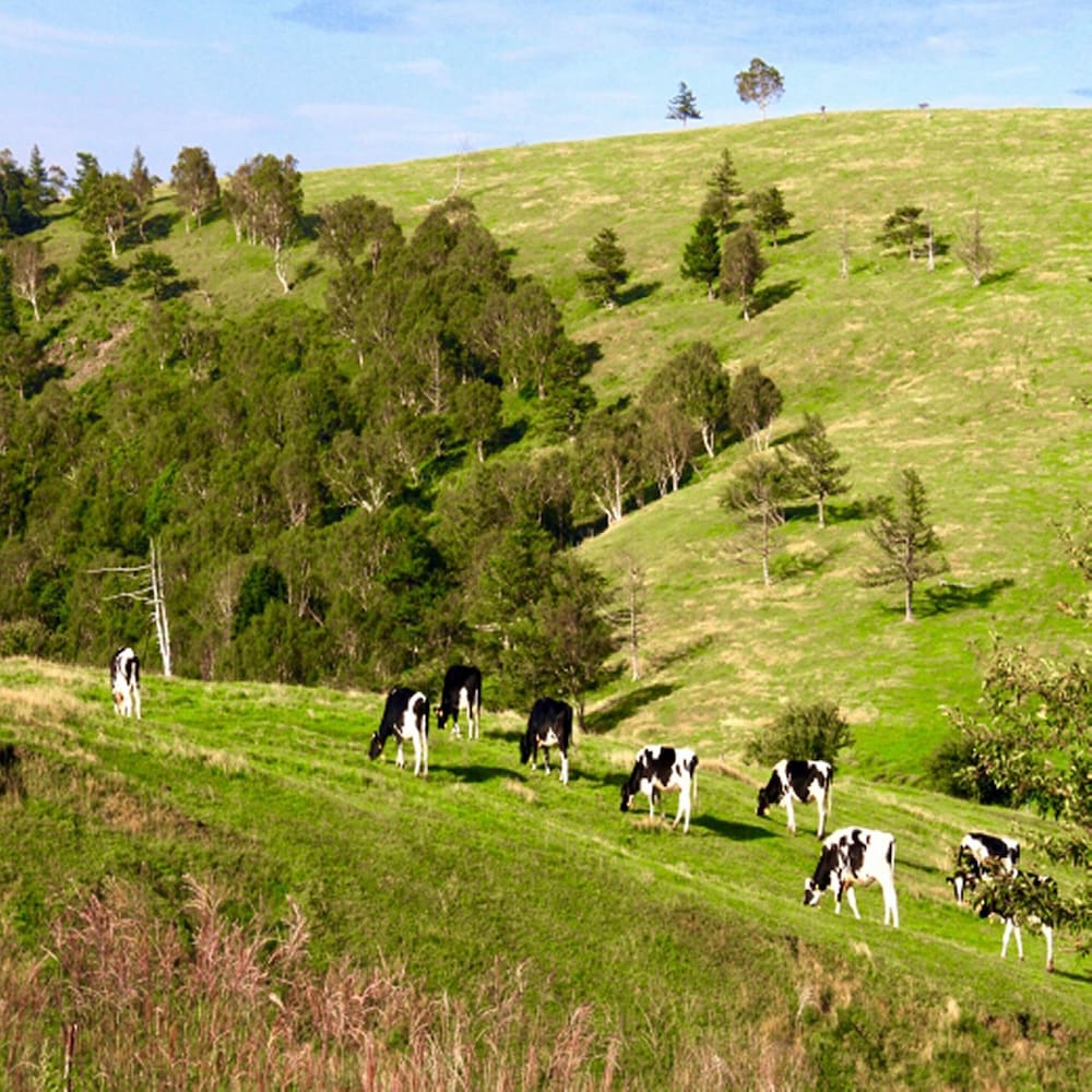 Фото Hotel Morschein