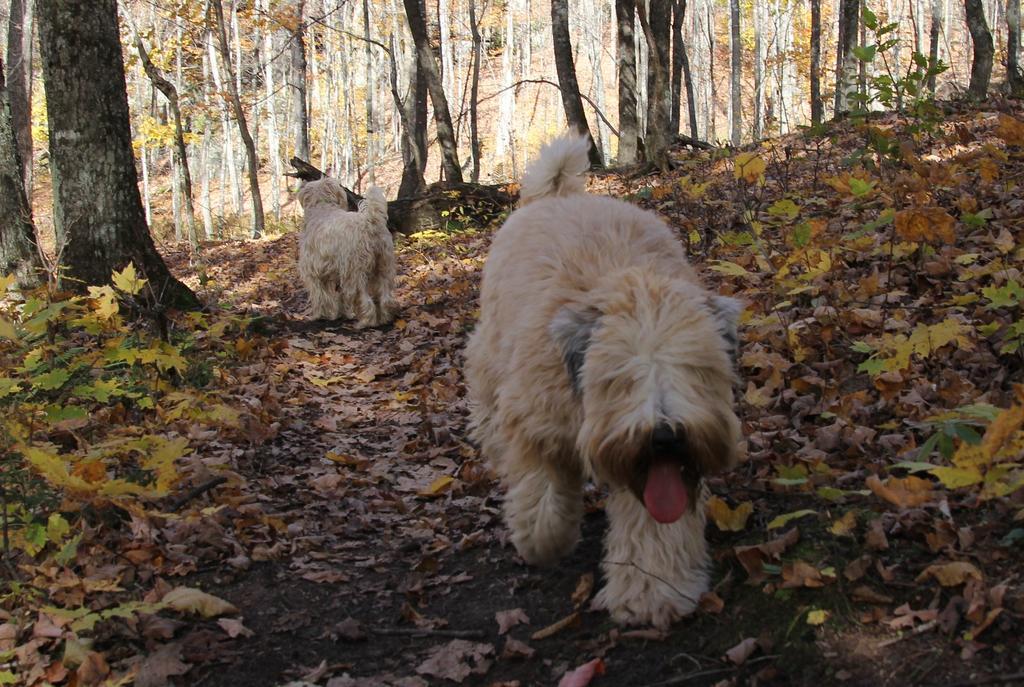 Фото Auberge Le Lupin B&b