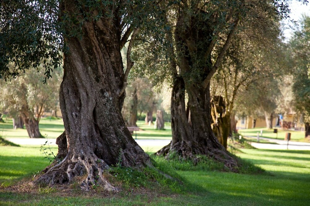 Фото Uliveto Principessa Park Hotel