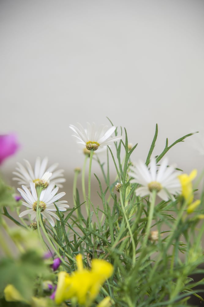 Фото Fava Eco Suites