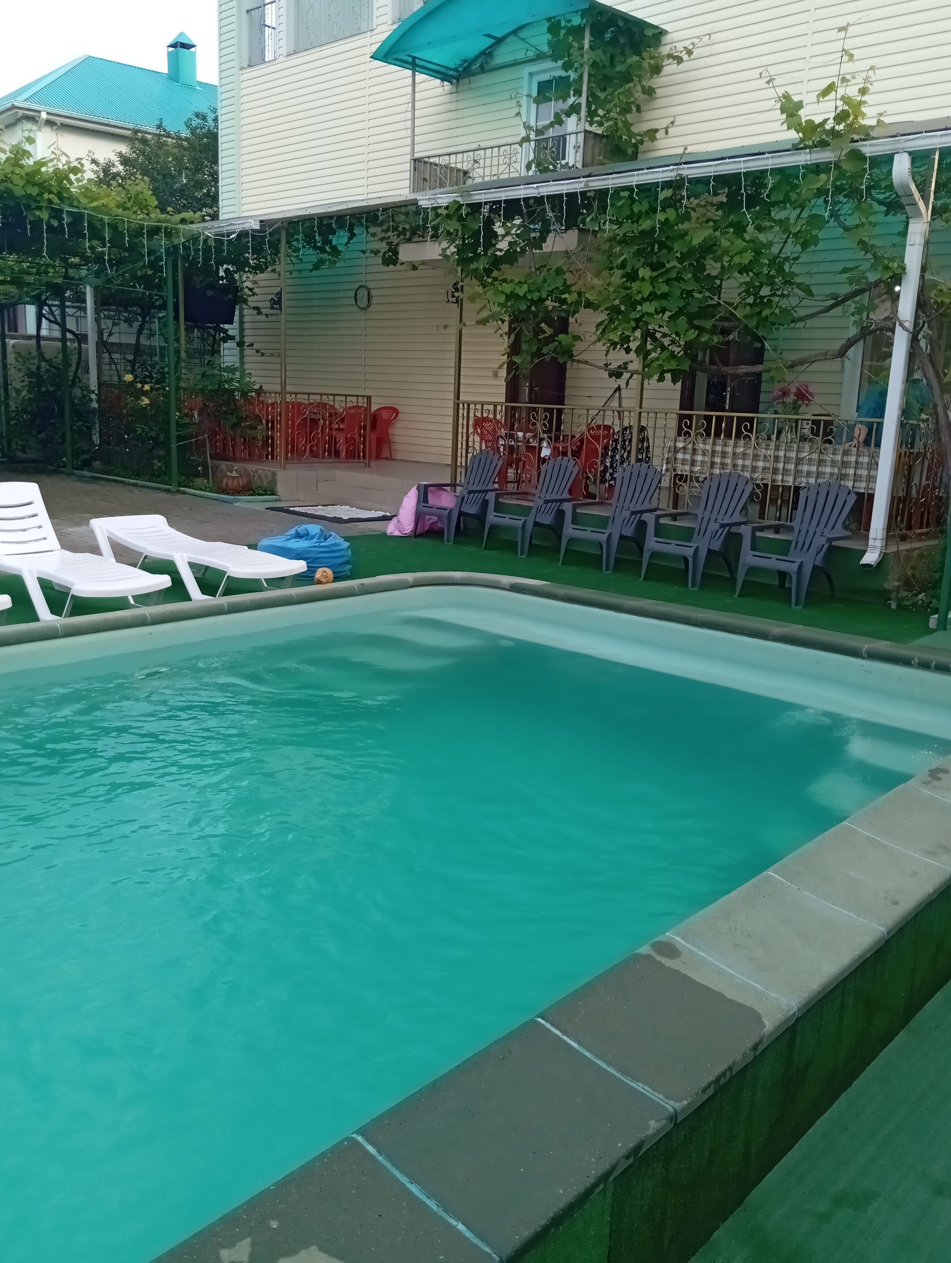 Фото Серебристая Чайка