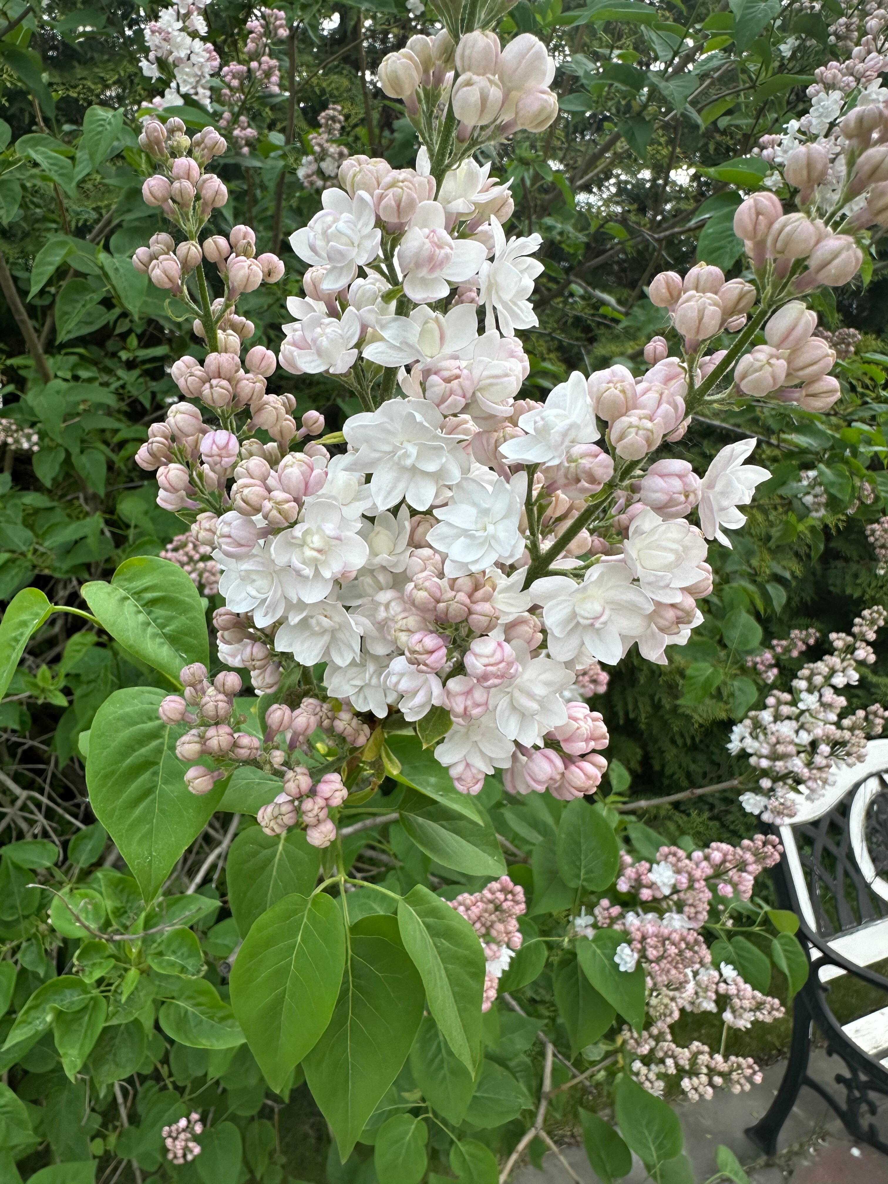 Фото 13 Стульев