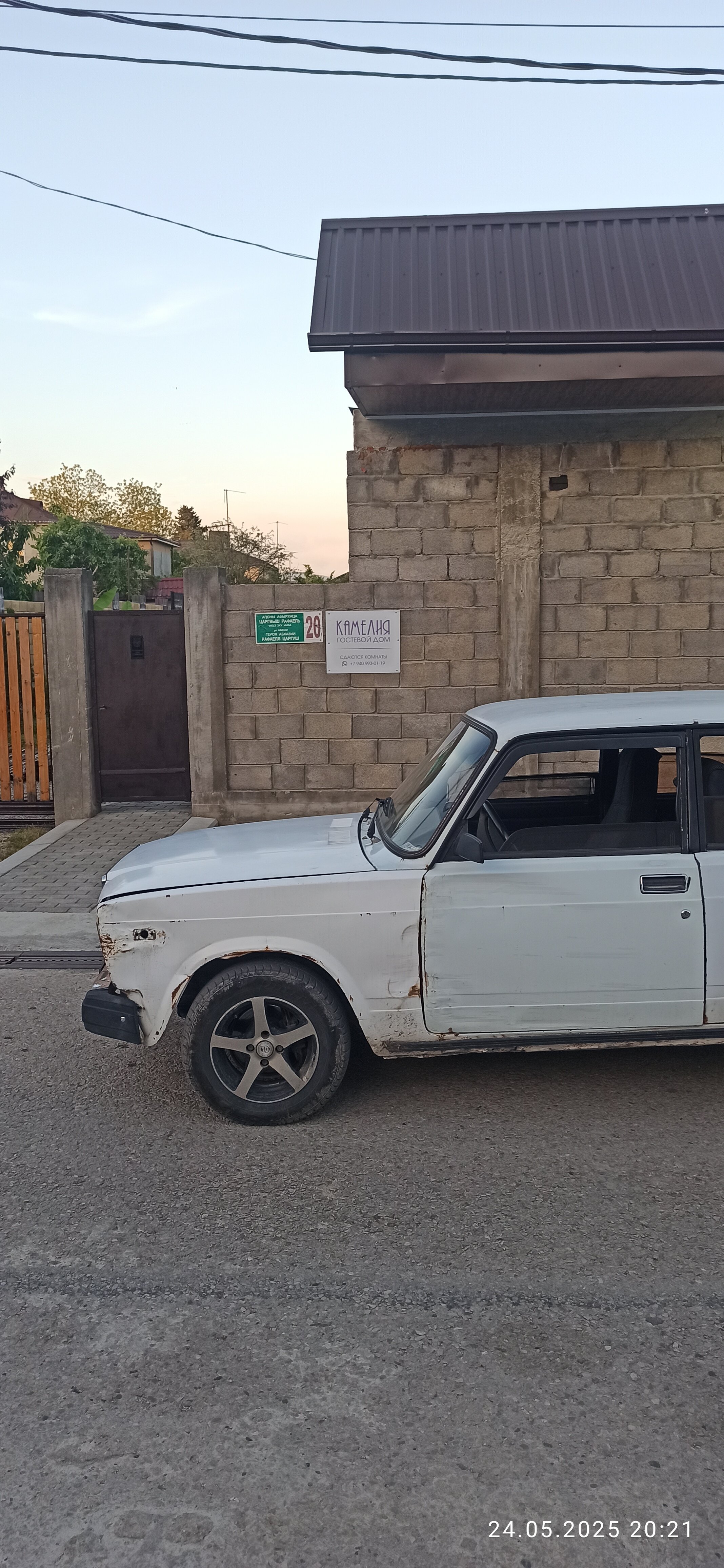 Фото Камелия