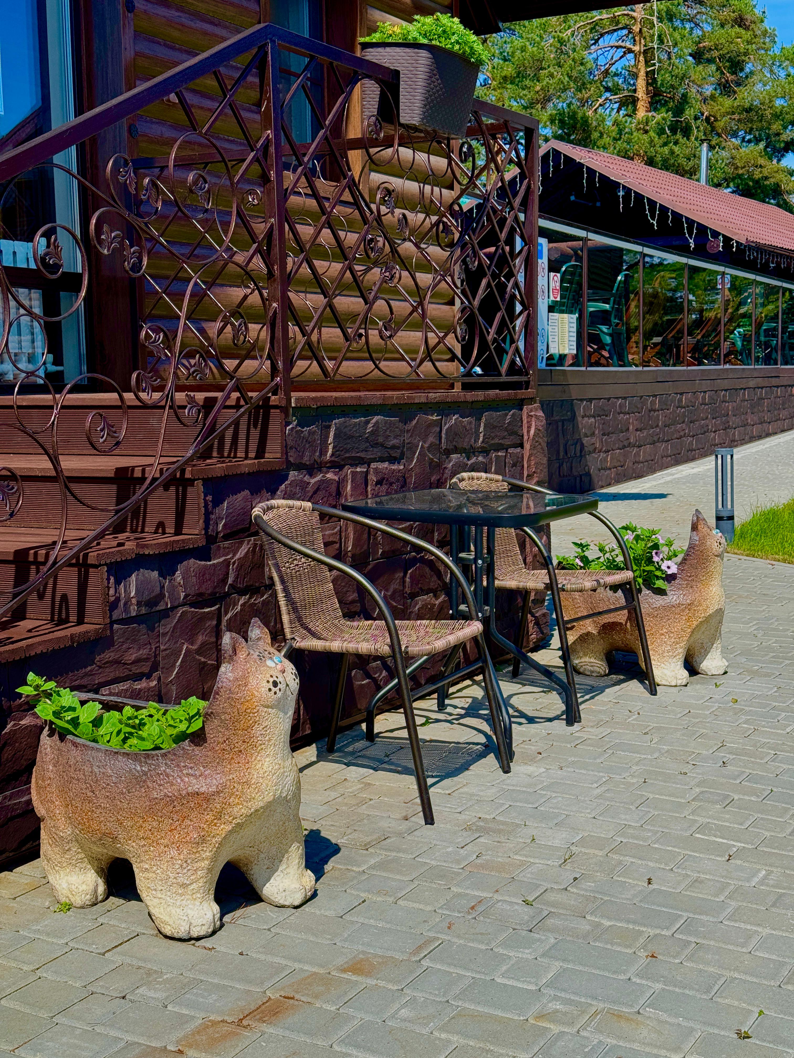 Фото Рыжий кот