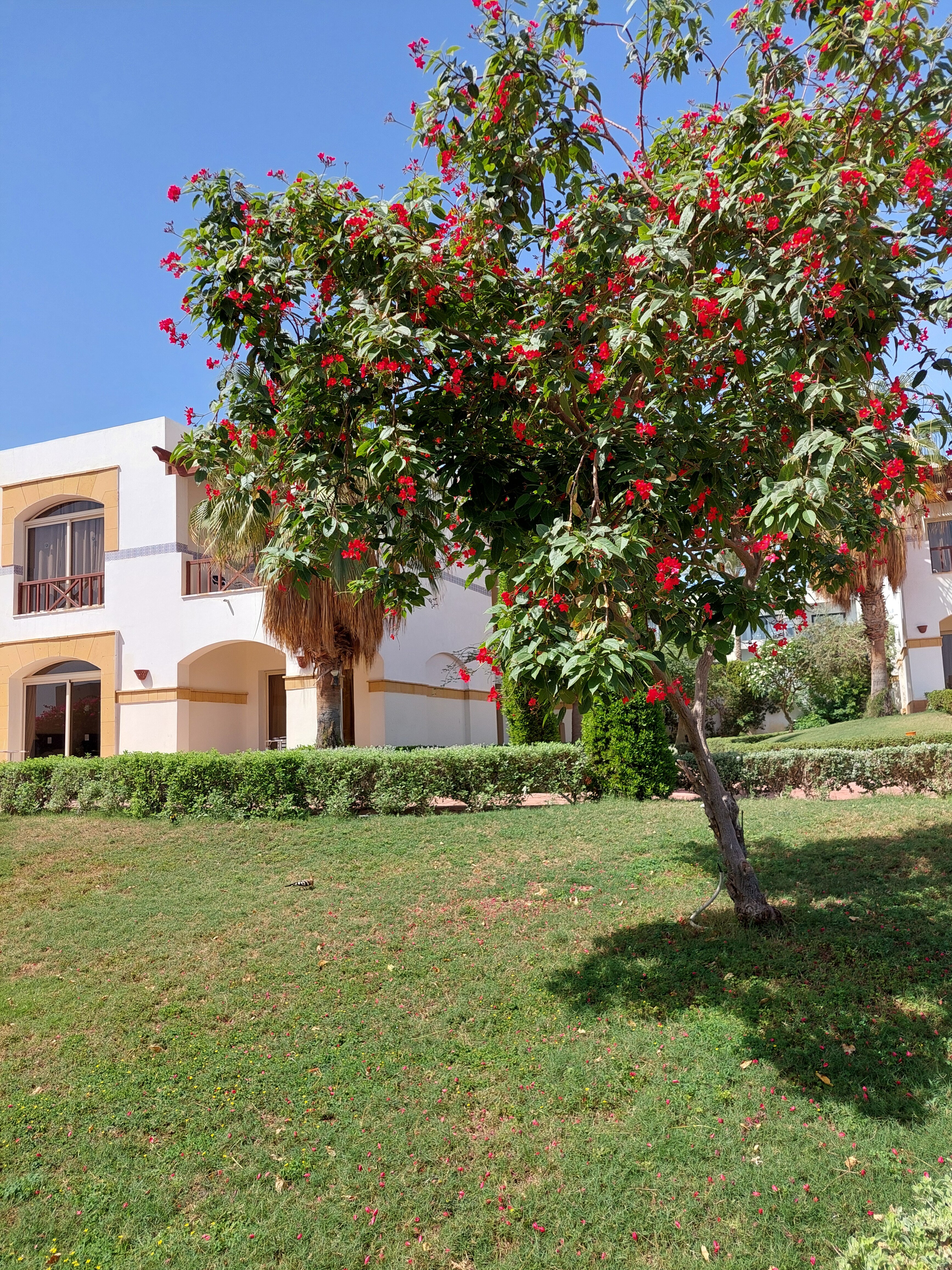 Фото Amphoras Blu