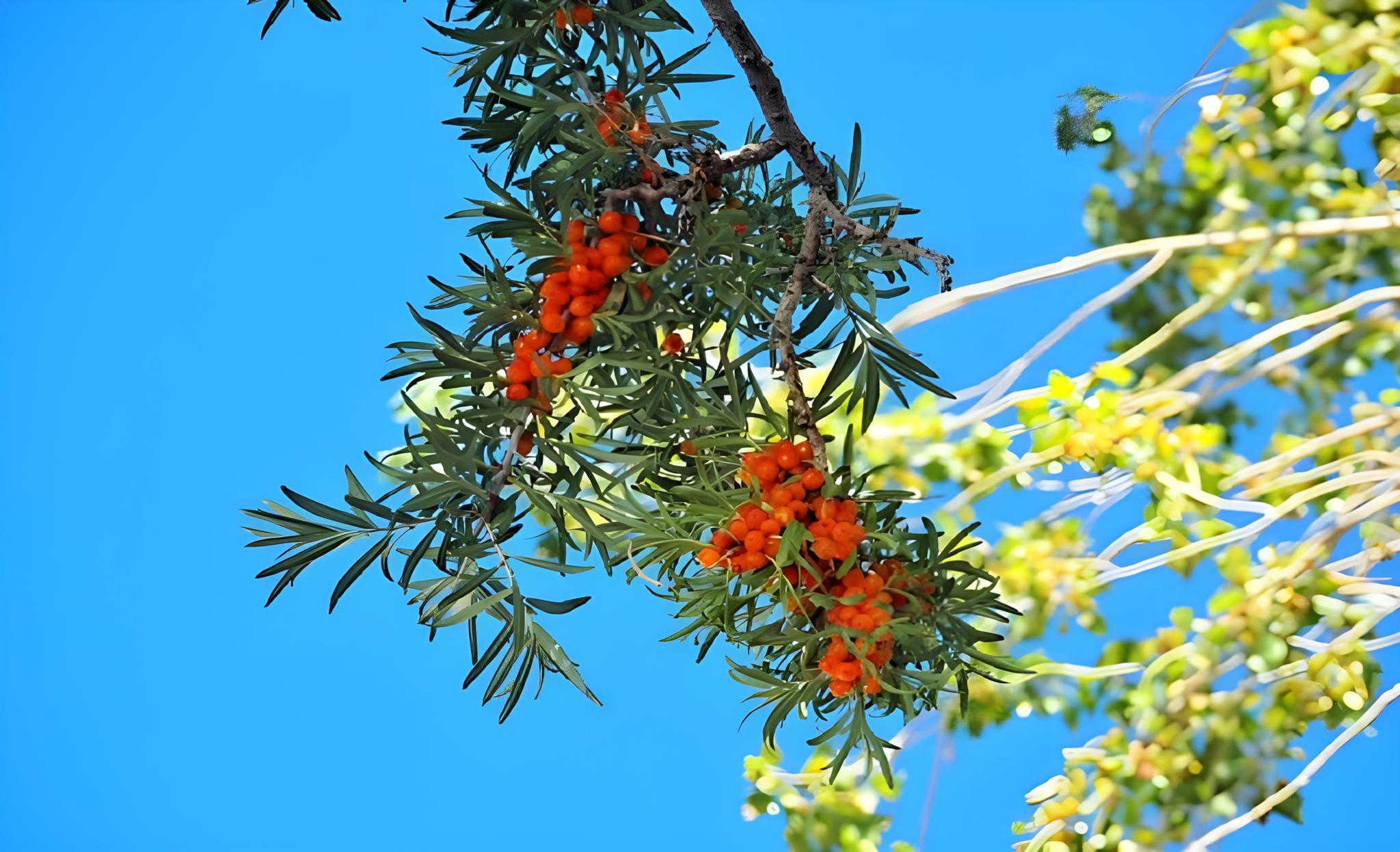 Фото Himalayan Eco Resort