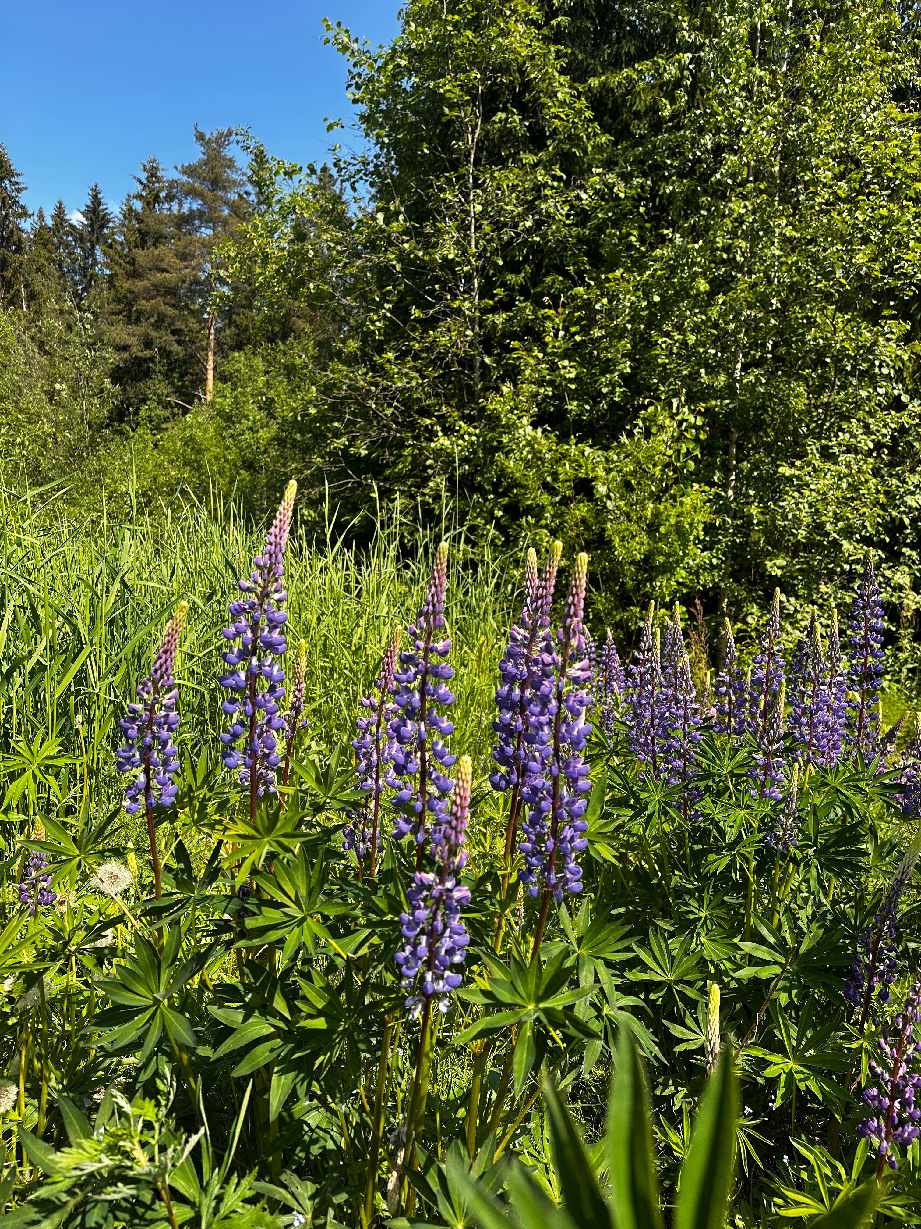Фото Парк Лесок