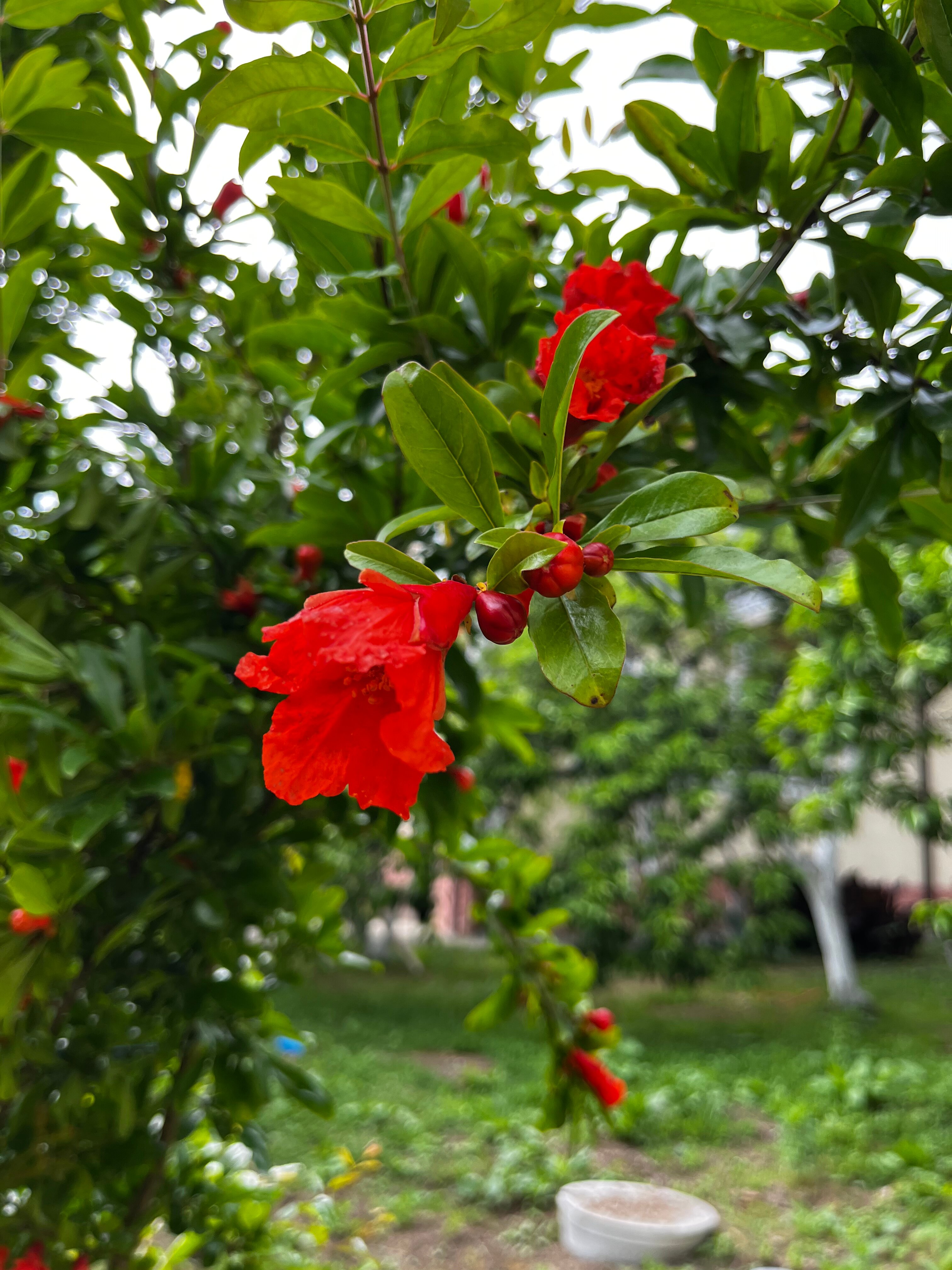 Фото Дивный Сад