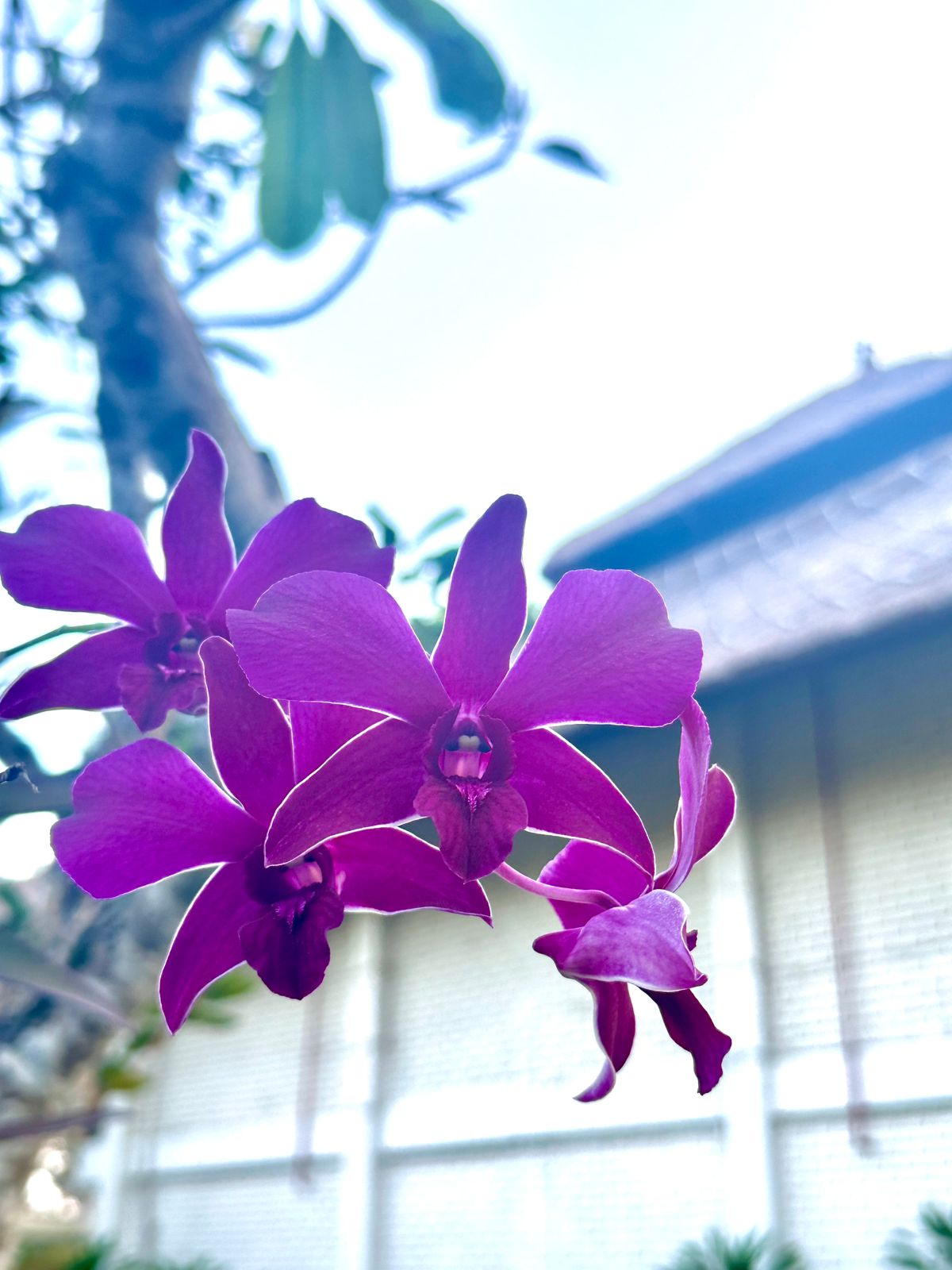 Фото Mercure Bali Resort Sanur