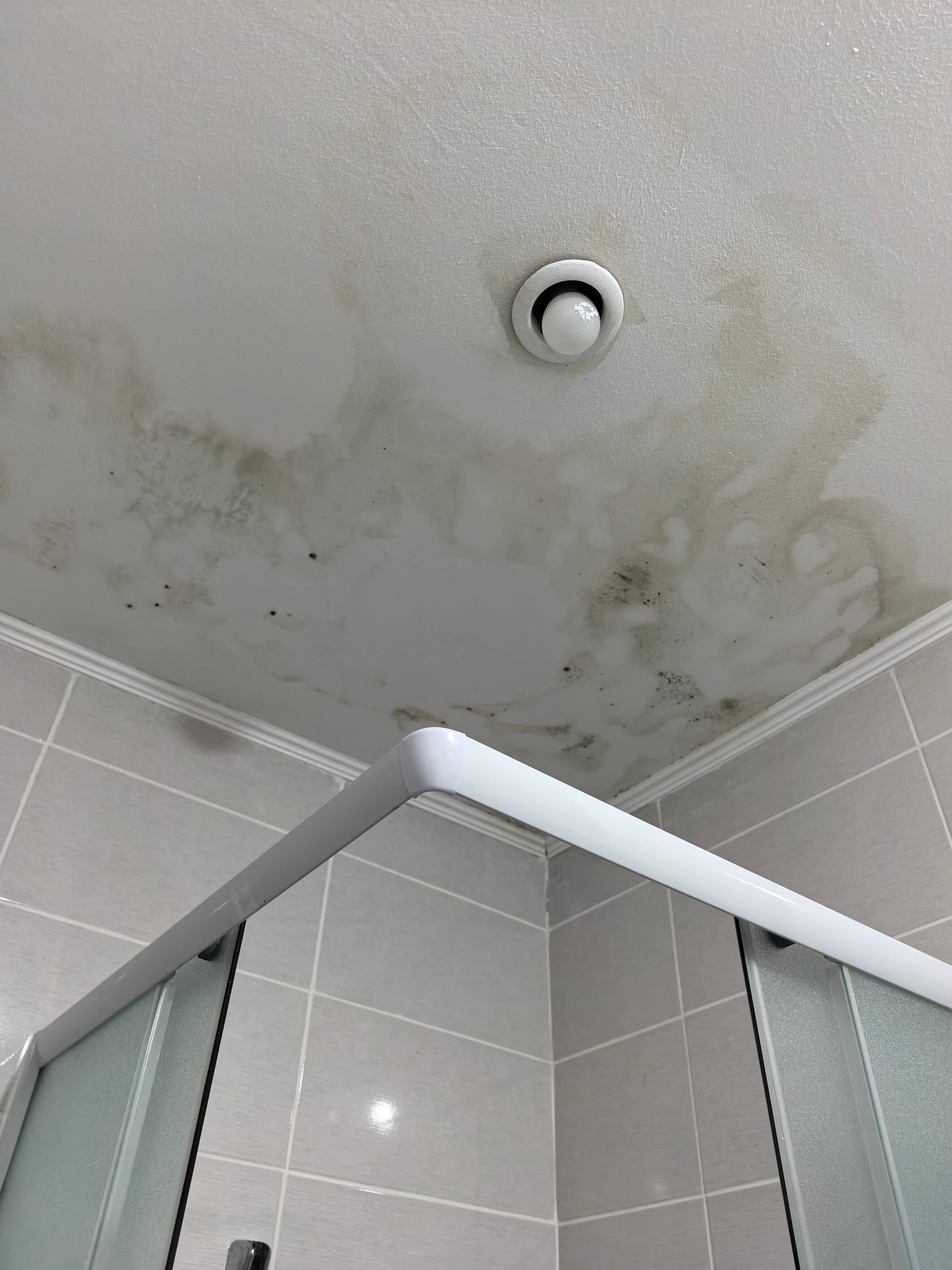 Фото Диоскурия