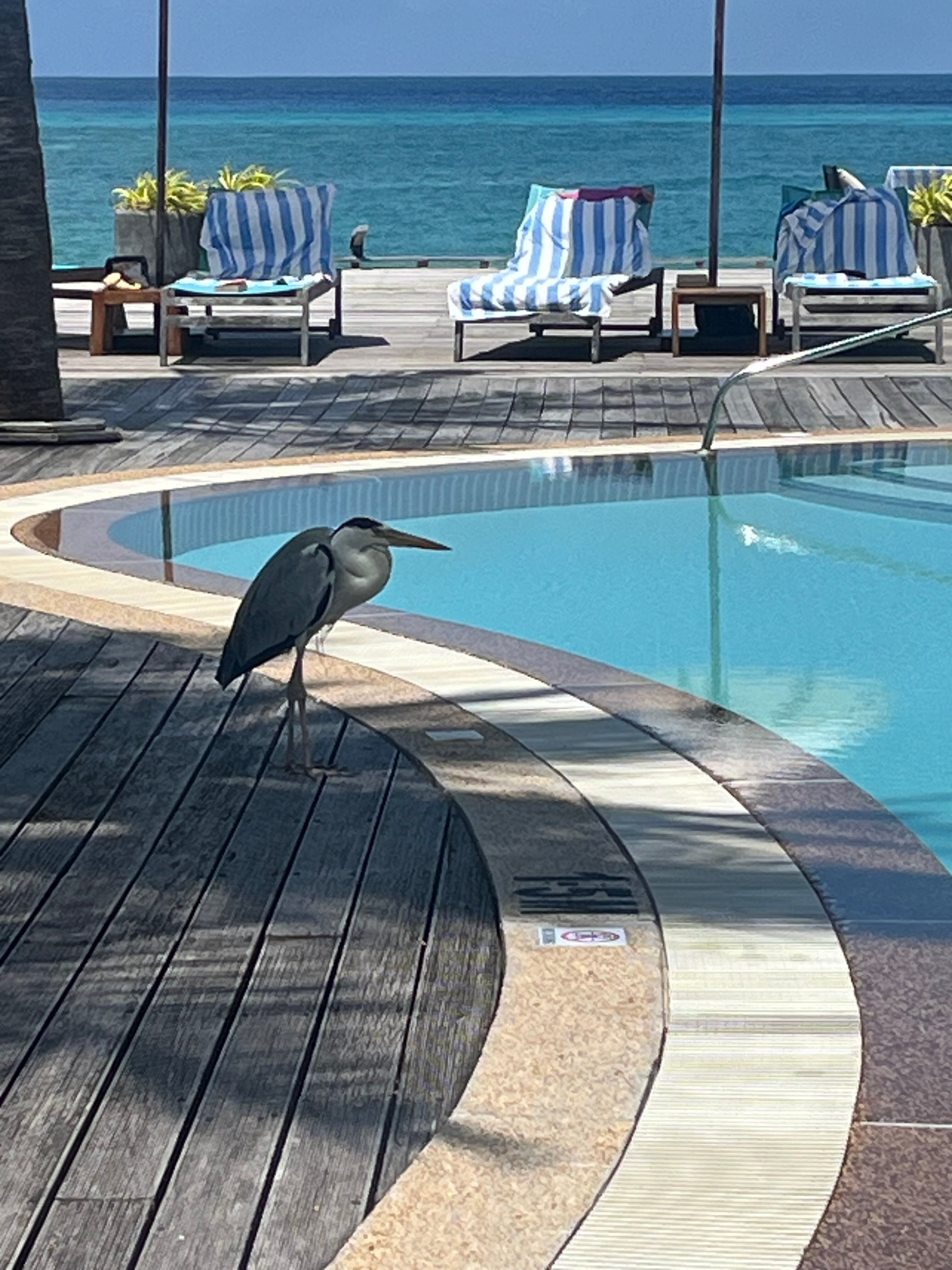 Фото Kuredu Resort and SPA