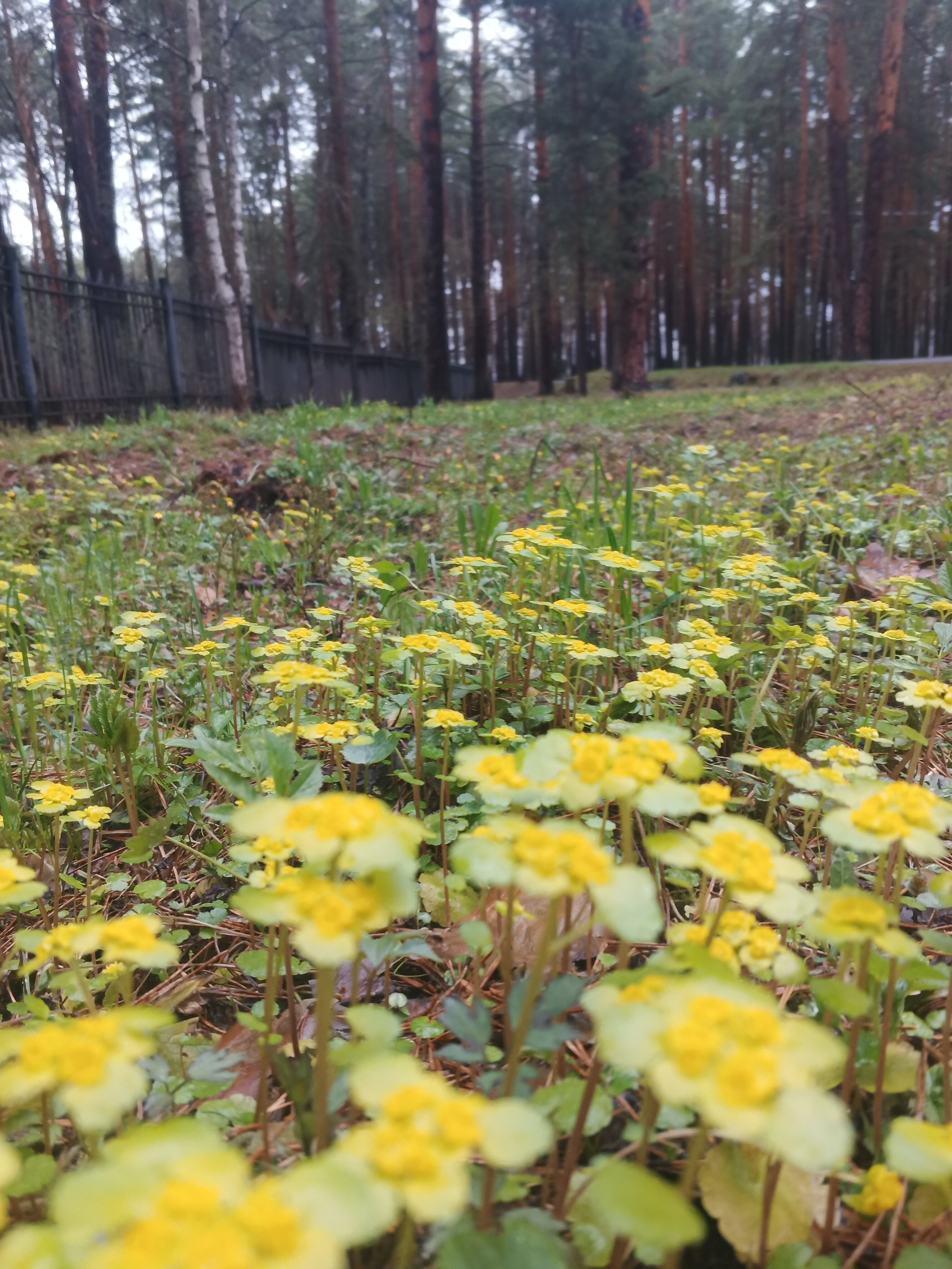 Фото Трубник