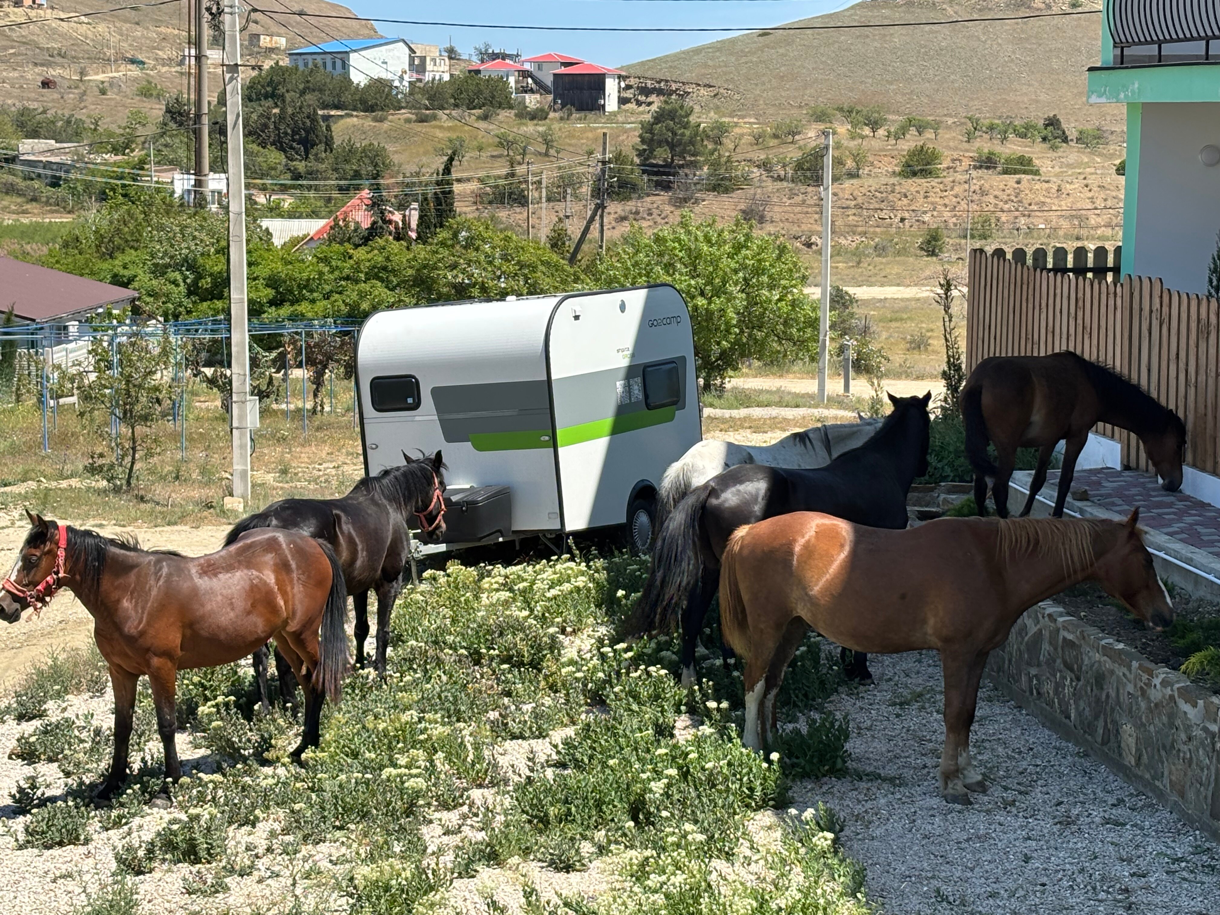 Фото Кипарис