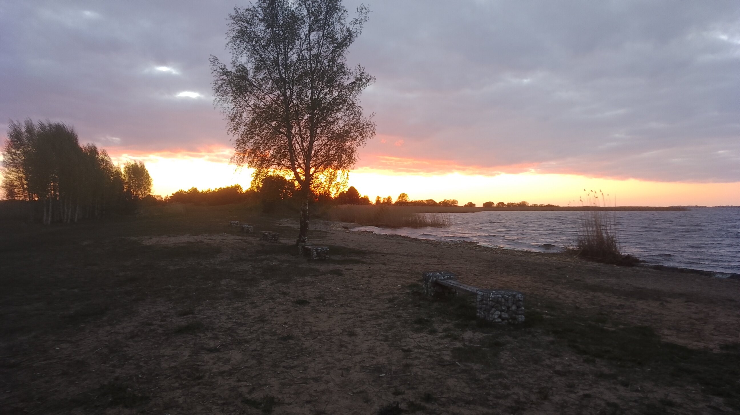 Фото Хитрый Лис