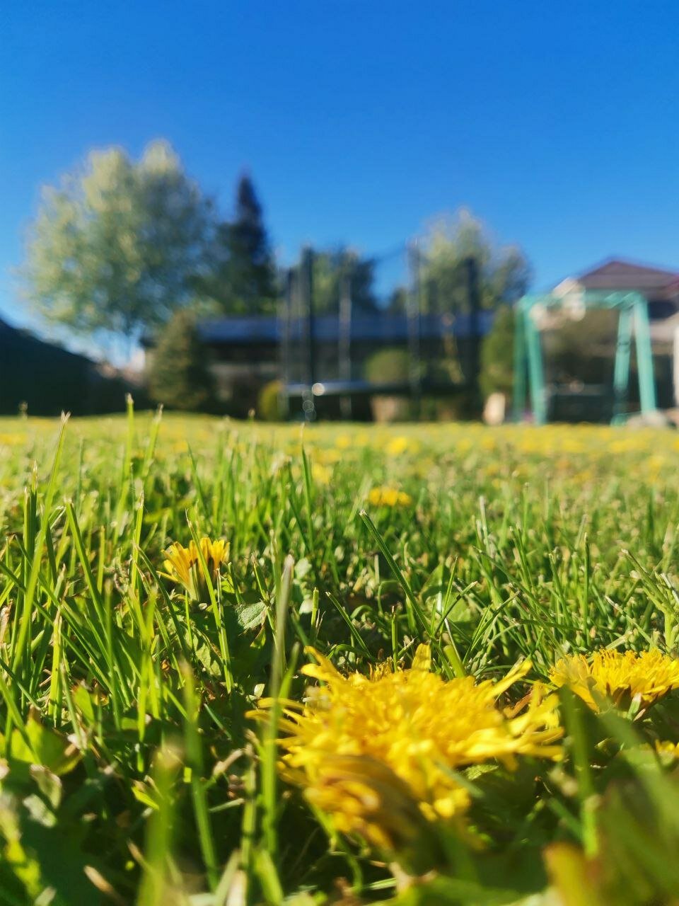 Фото Рыжая сова