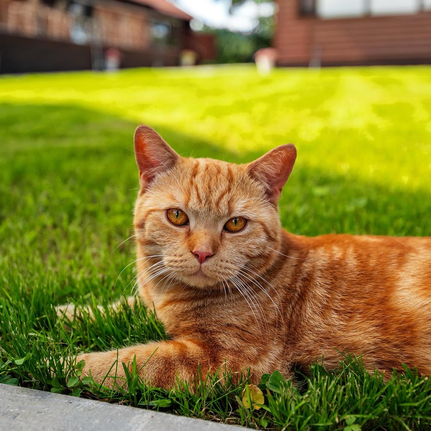 Фото Рыжий кот