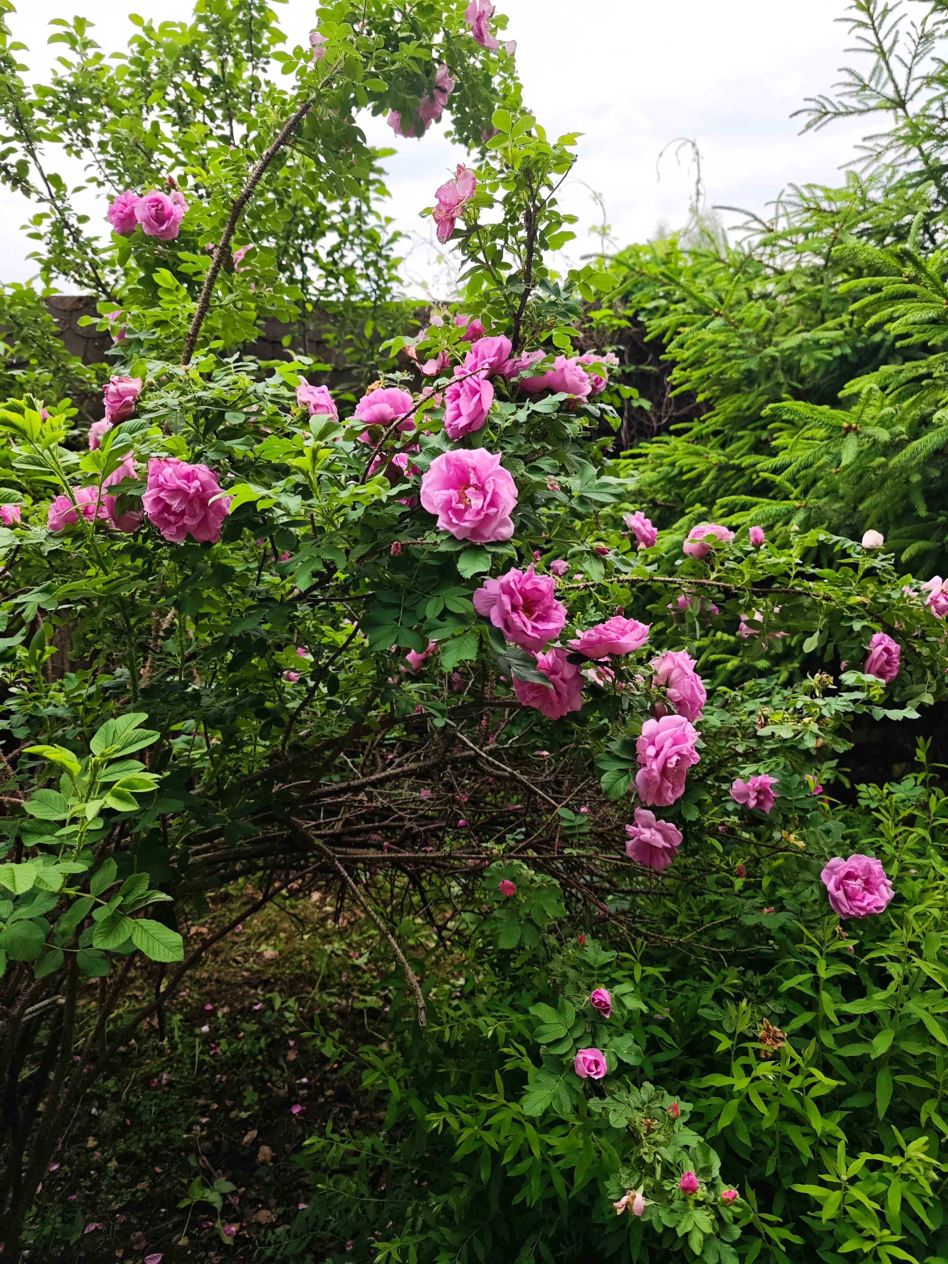 Фото Green forest