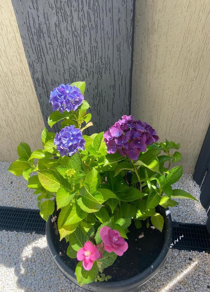 Фото Лайцкви