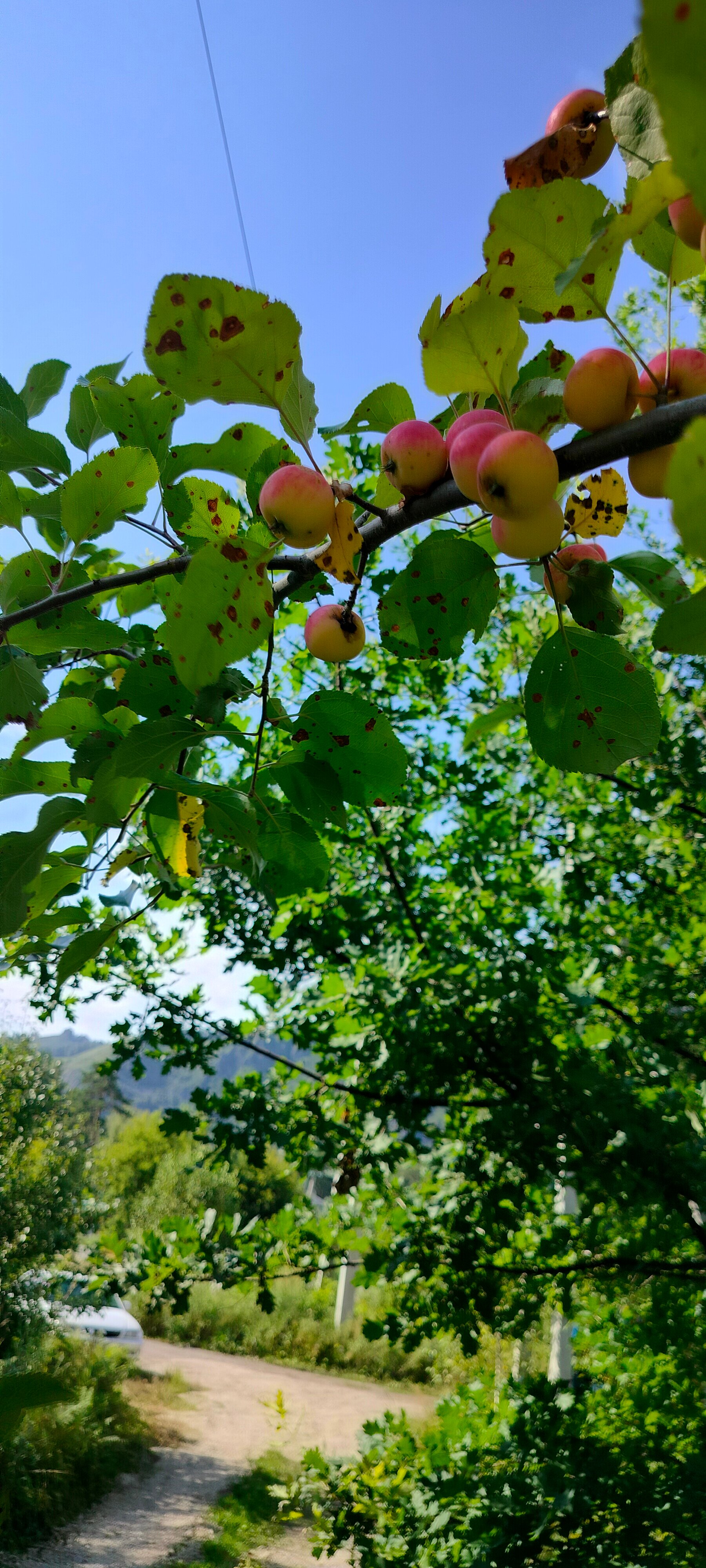 Фото Emirell Altai