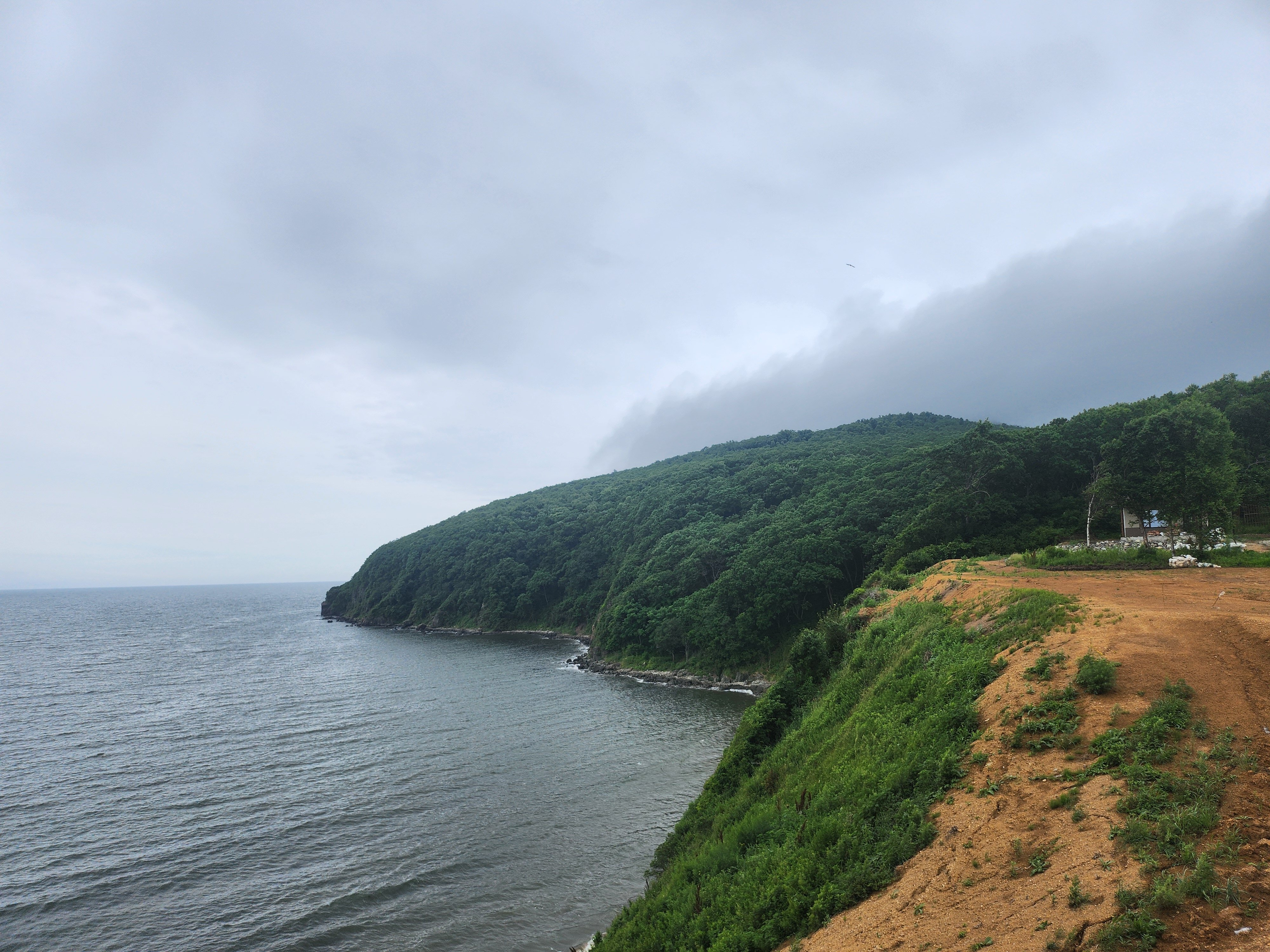 Фото Лазурная черепаха