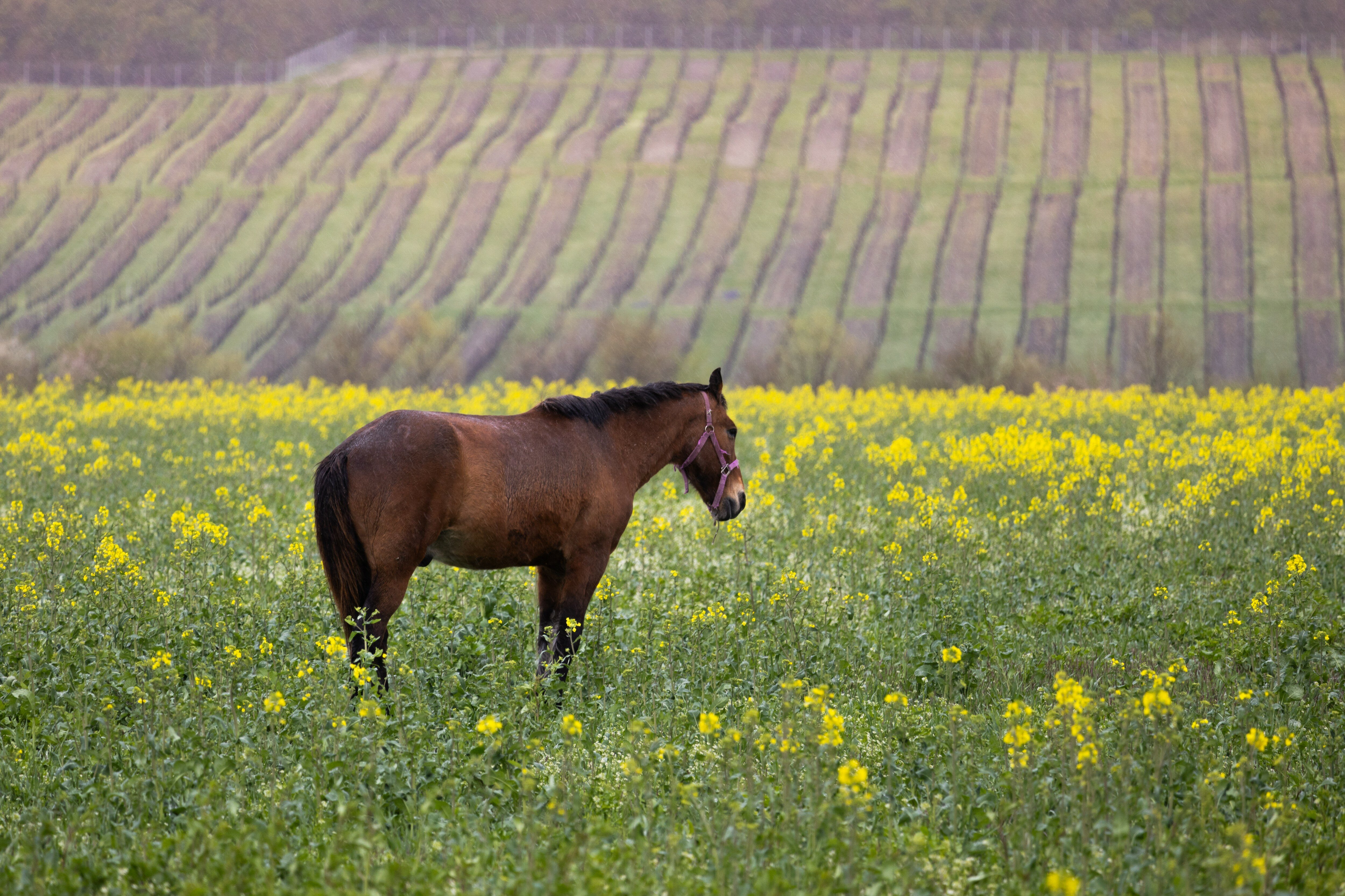 Фото Бюрнье