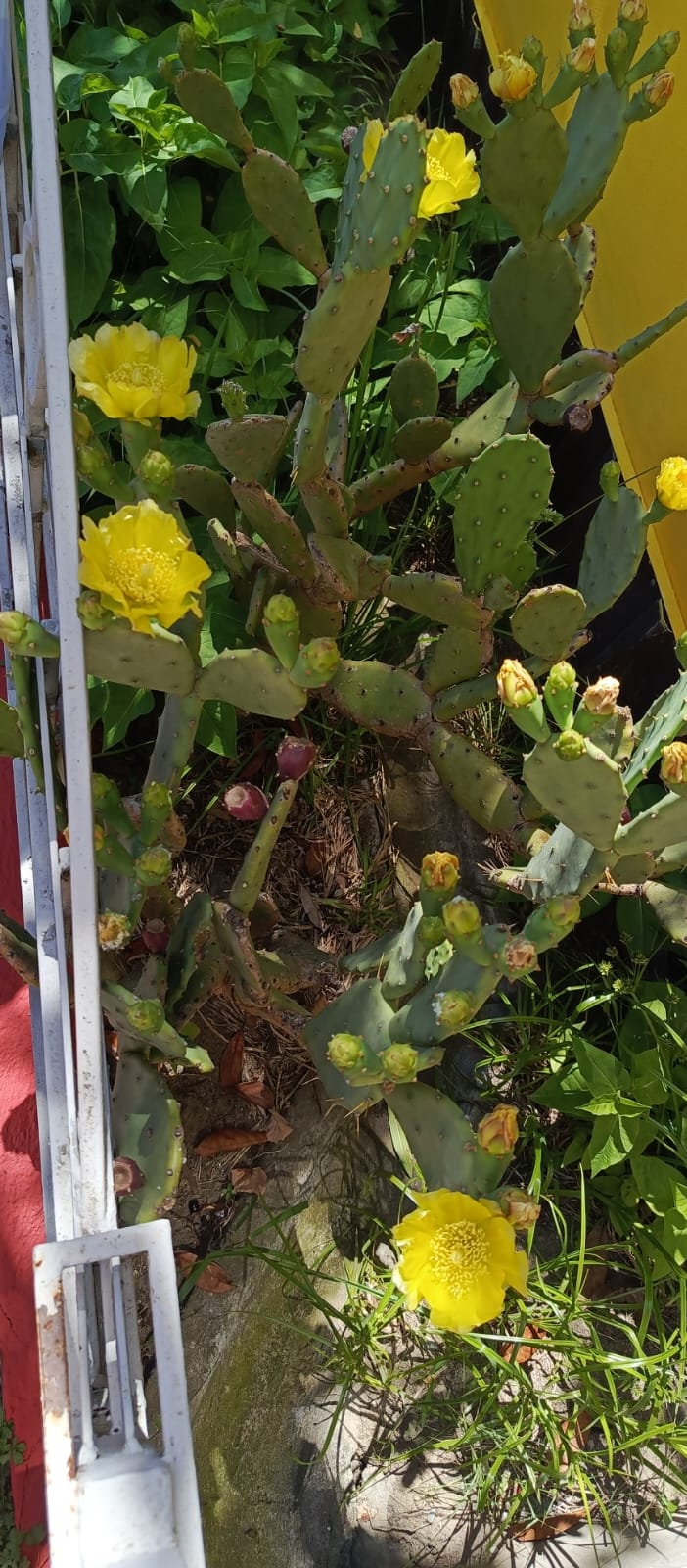 Фото Бестужеский дворик