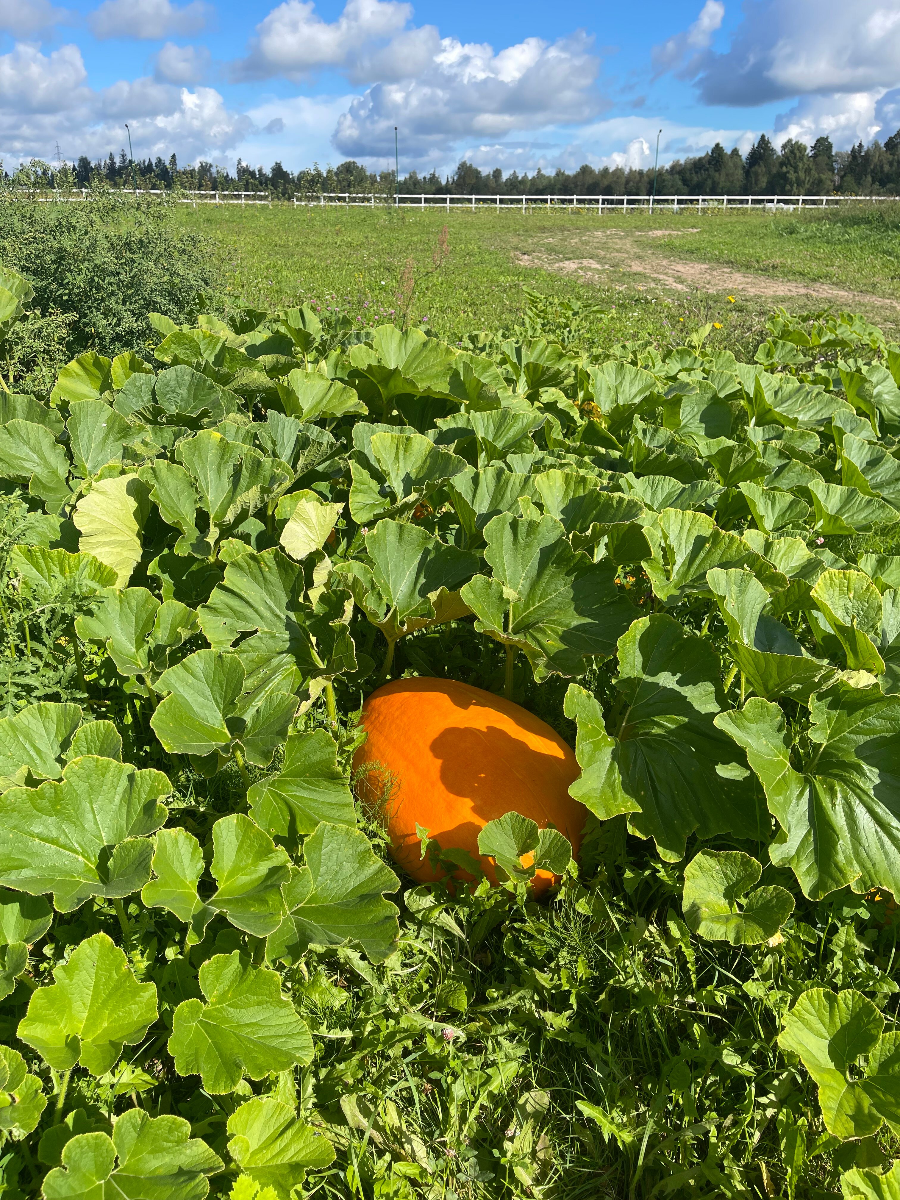 Фото Муза Рузы