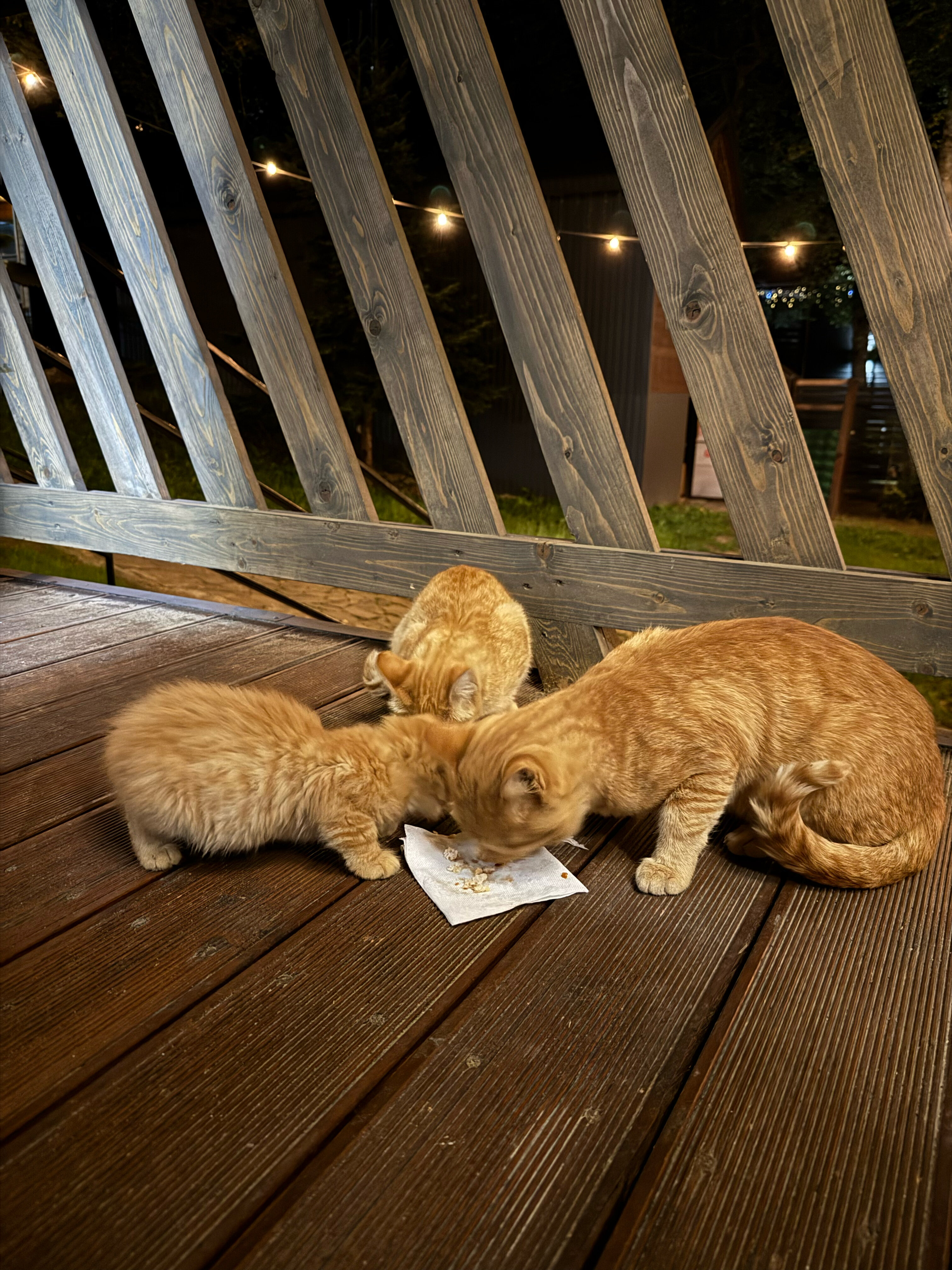 Фото Экосфера Архыз